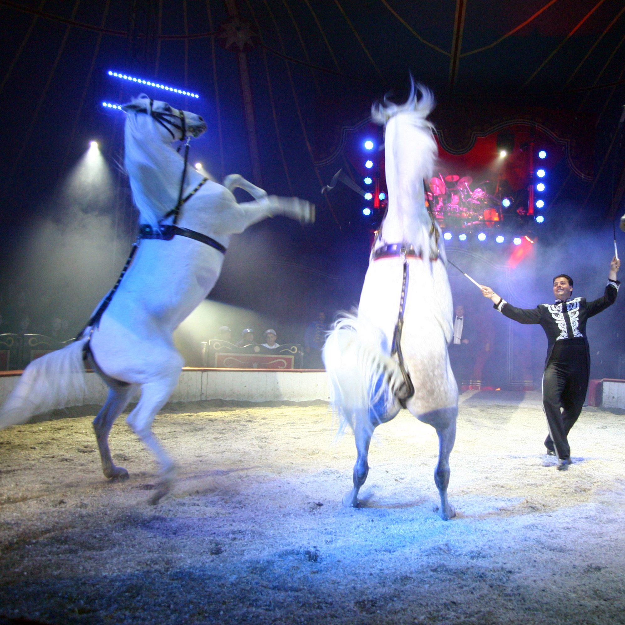 Der Zirkus Louis Knie öffnet ab 18. August in Wien wieder seine Manege.
