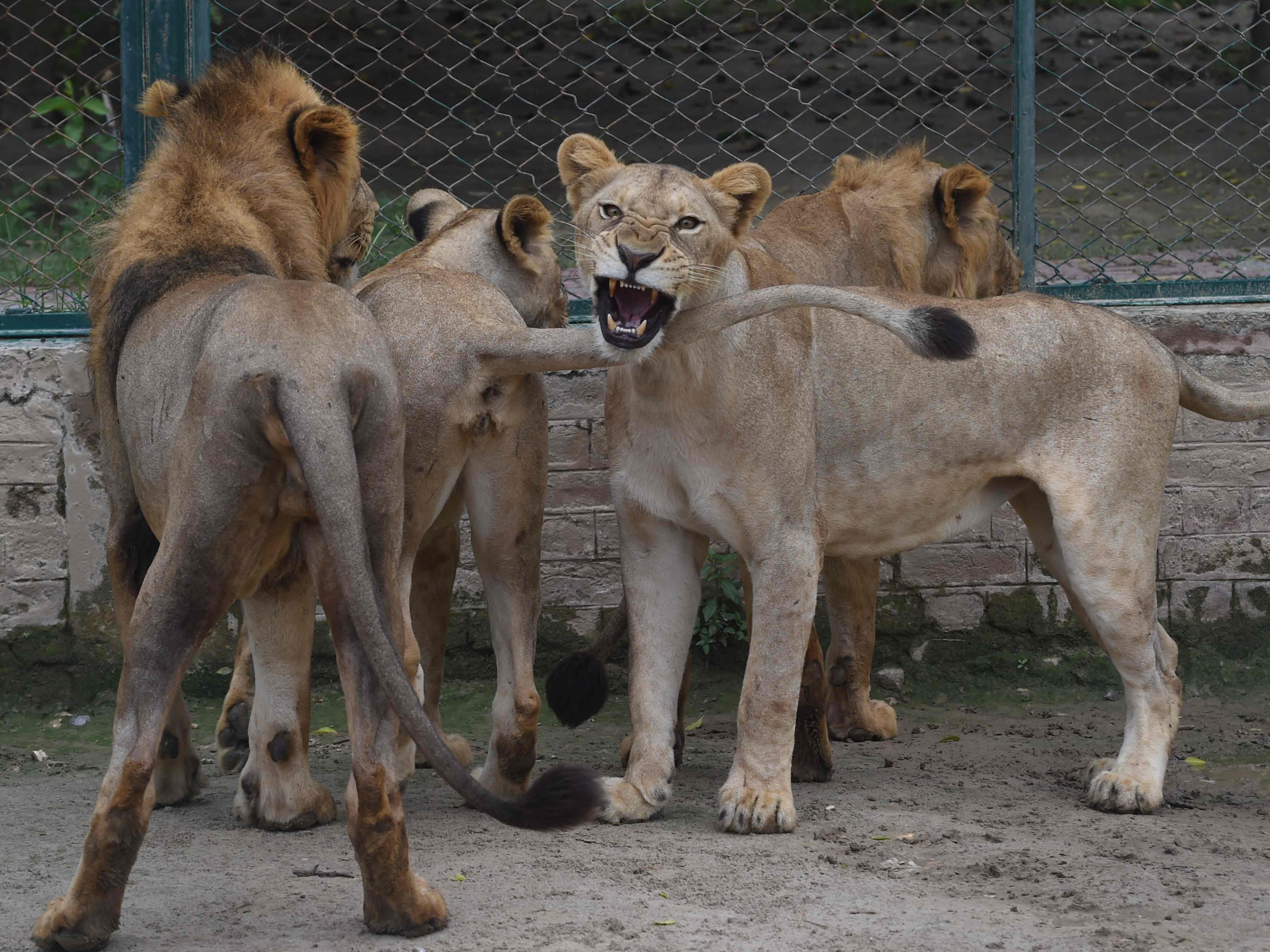 Der Zoo wollte 12 ihrer Löwen versteigern lassen. Der Zoo wollte 12 ihrer Löwen versteigern lassen.