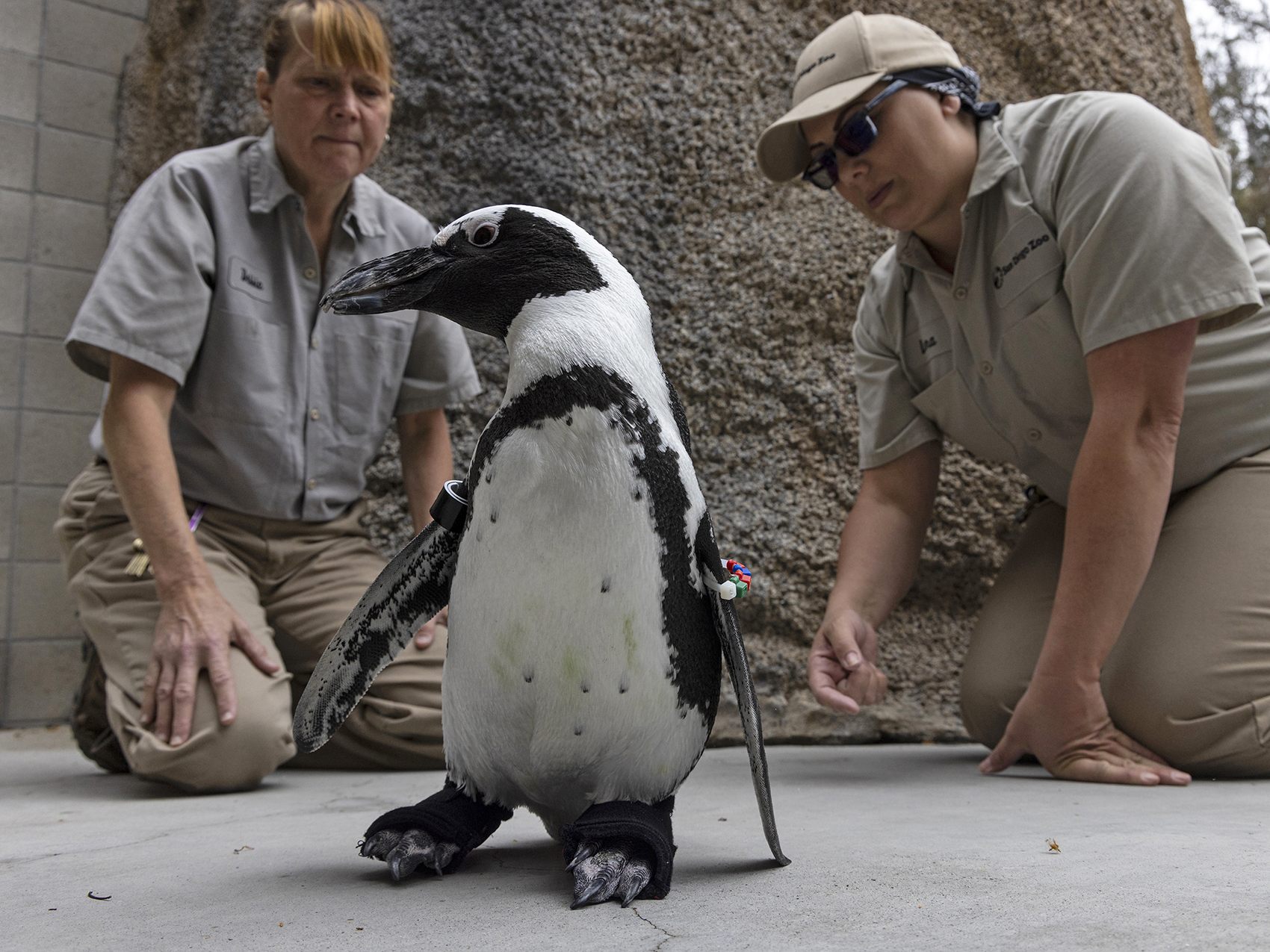 Neue Schuhe für Pinguin "Lukas".