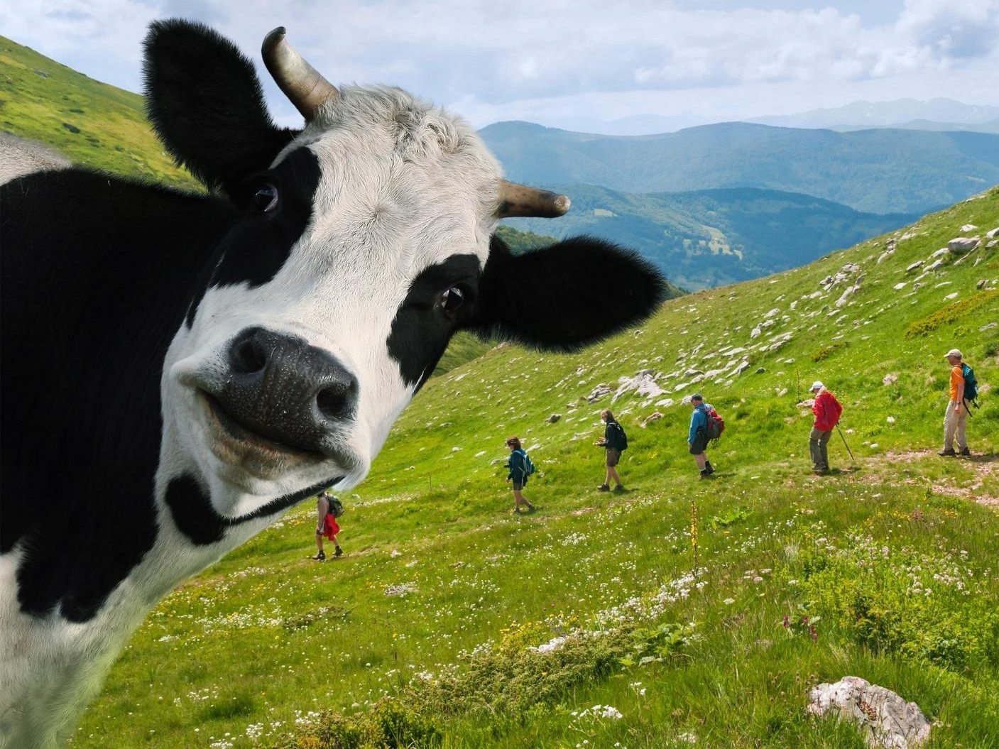 Weil sie "von Kühen angegriffen" wurden, mussten 44 Personen von der Bergrettung und der Alpinpolizei gerettet werden. Weil sie "von Kühen angegriffen" wurden, mussten 44 Personen von der Bergrettung und der Alpinpolizei gerettet werden.