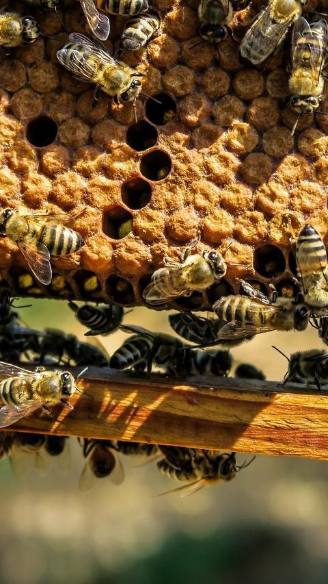 Zahl der Bienenvölker in Österreich erneut gestiegen.