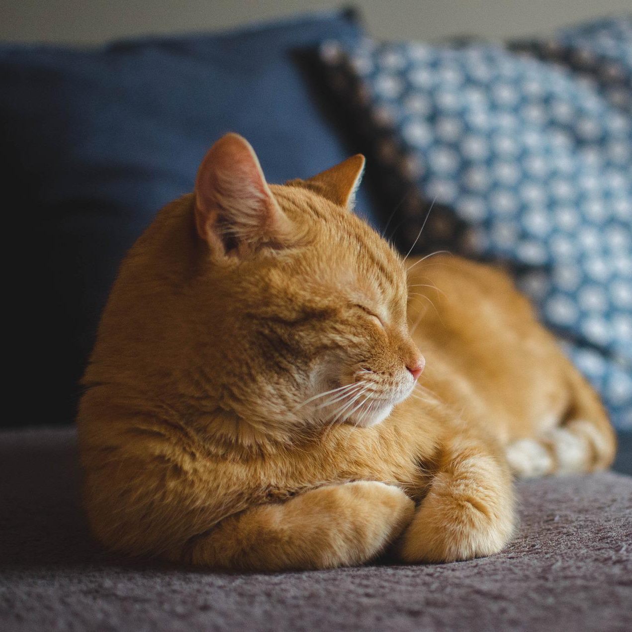 Am 8. August ist der Internationale Tag der Katze.