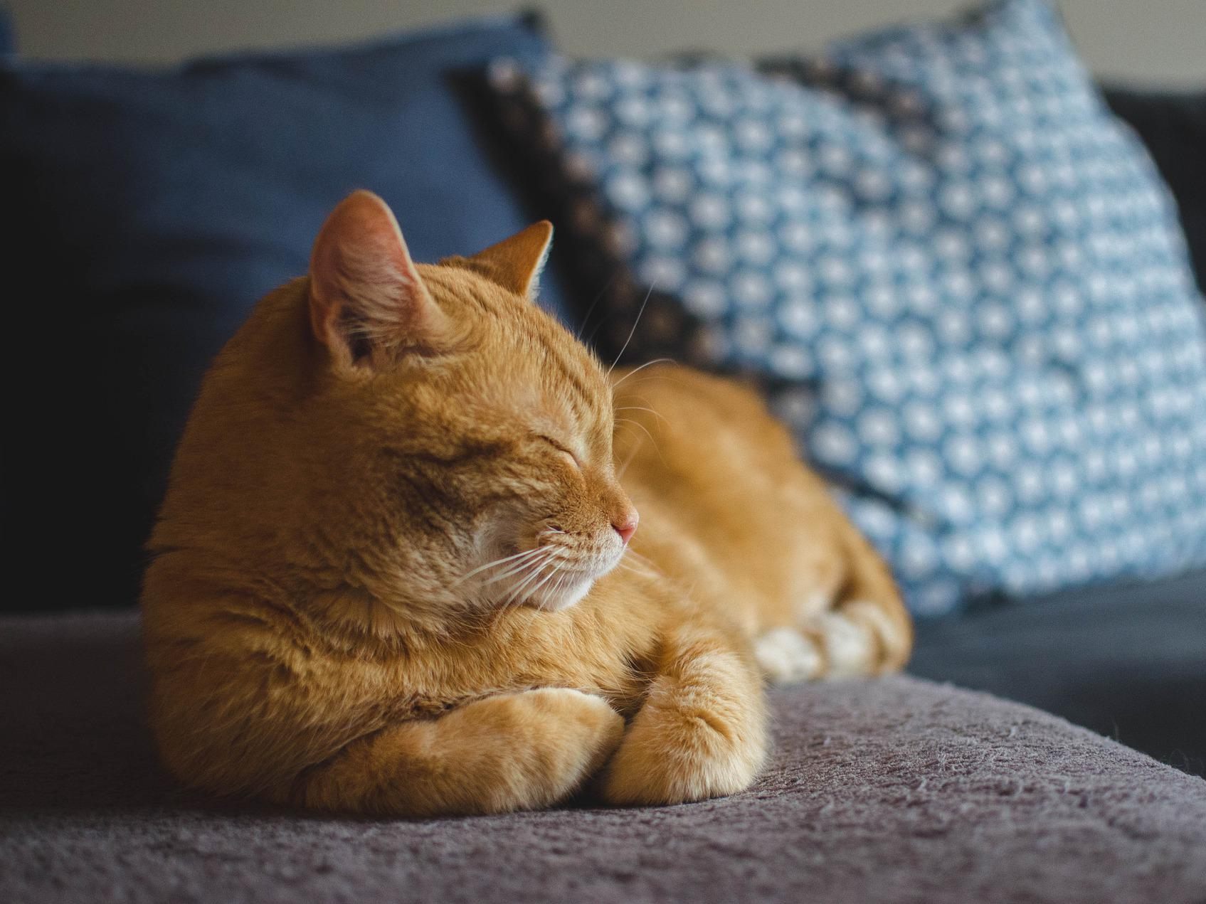 Am 8. August ist der Internationale Tag der Katze. Am 8. August ist der Internationale Tag der Katze.