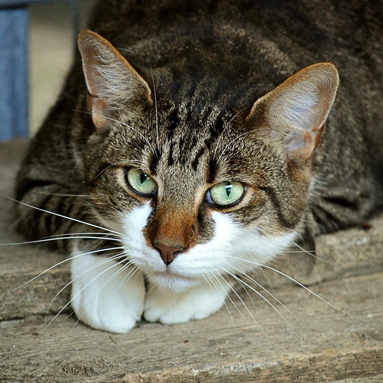 Das ist zu tun, wenn man ein entlaufenes Tier findet.