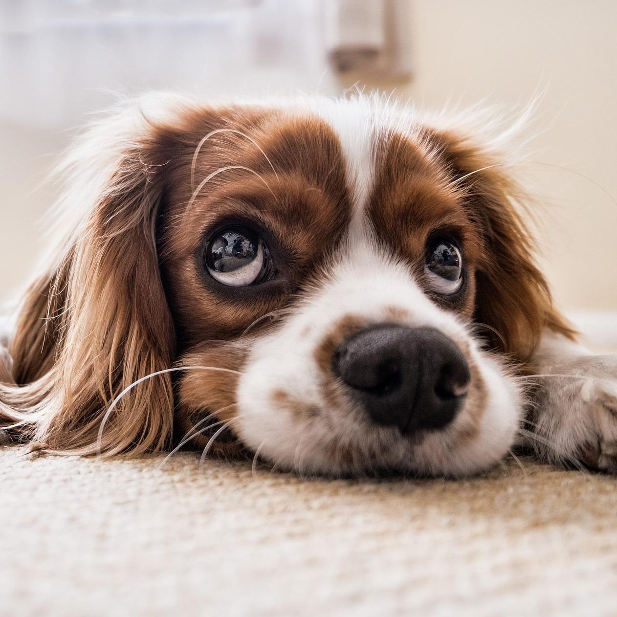 Vor allem für ausgewachsene Hunde ist Milch eher schwer bekömmlich.