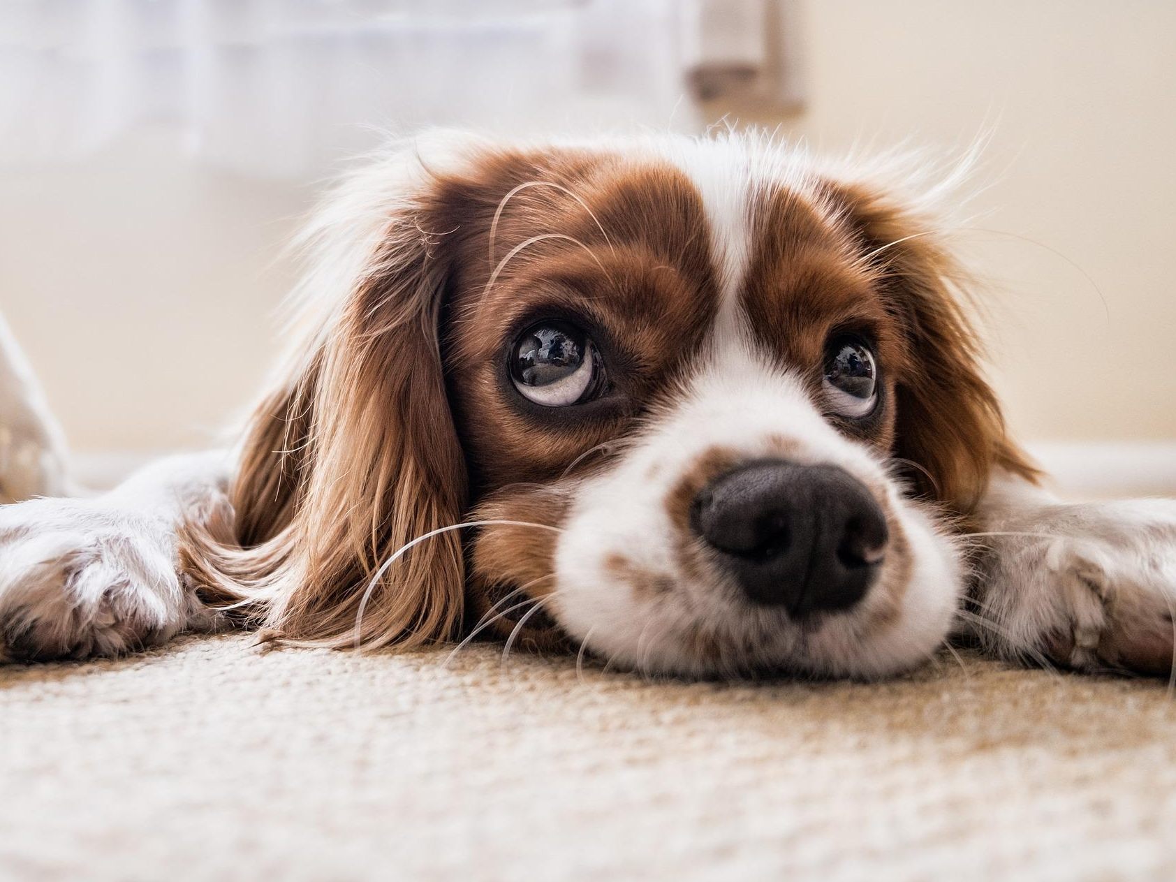 Vor allem für ausgewachsene Hunde ist Milch eher schwer bekömmlich. Vor allem für ausgewachsene Hunde ist Milch eher schwer bekömmlich.