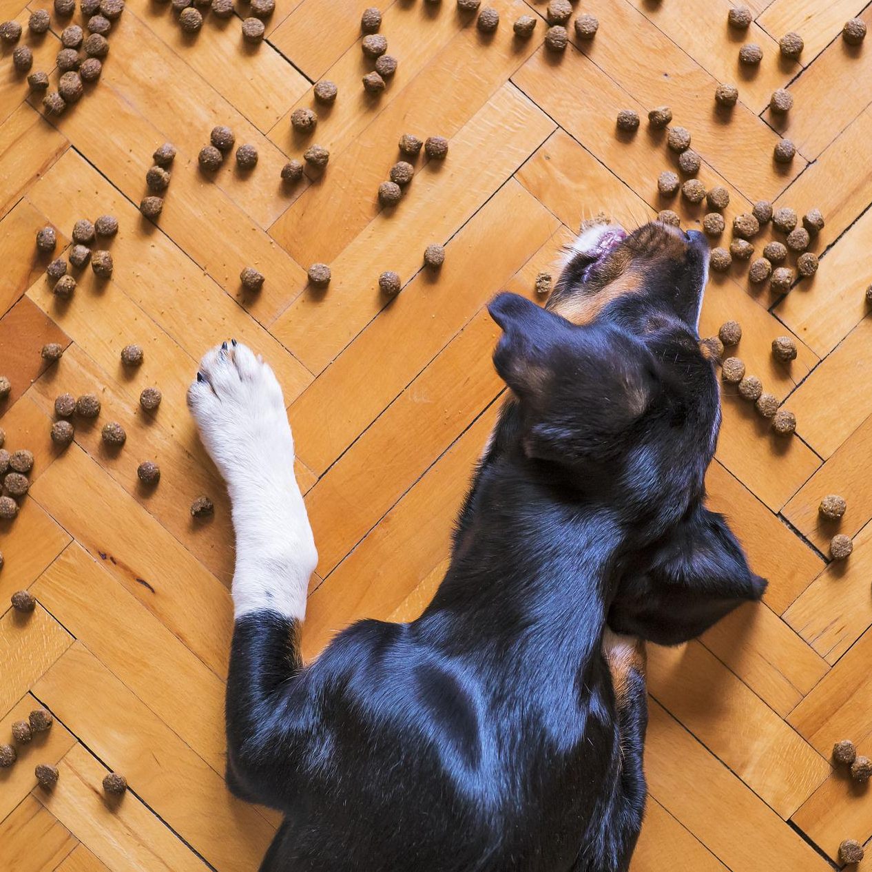 Hunde sollten nicht zu viel Katzenfutter fressen.