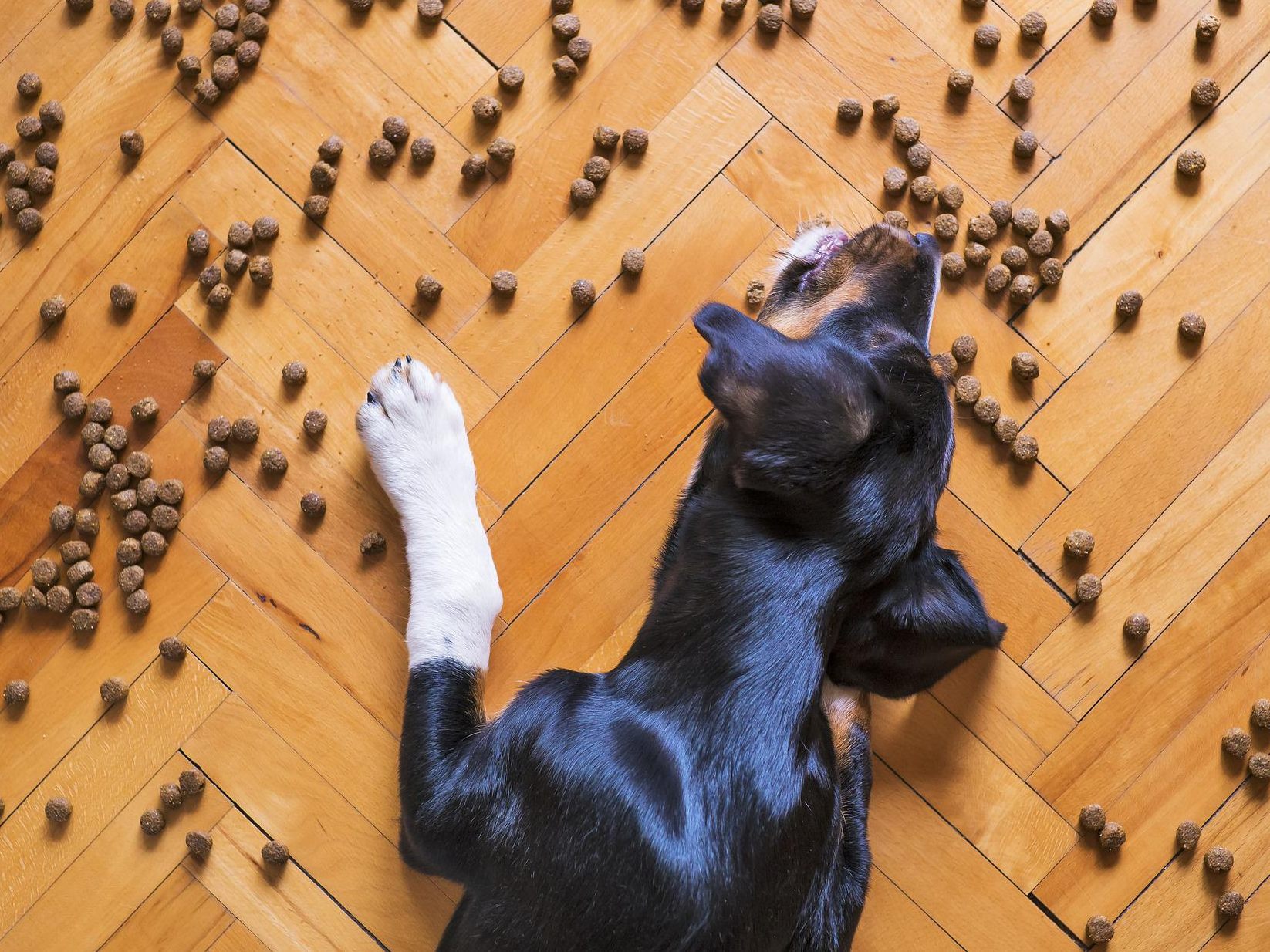 Hunde sollten nicht zu viel Katzenfutter fressen. Hunde sollten nicht zu viel Katzenfutter fressen.