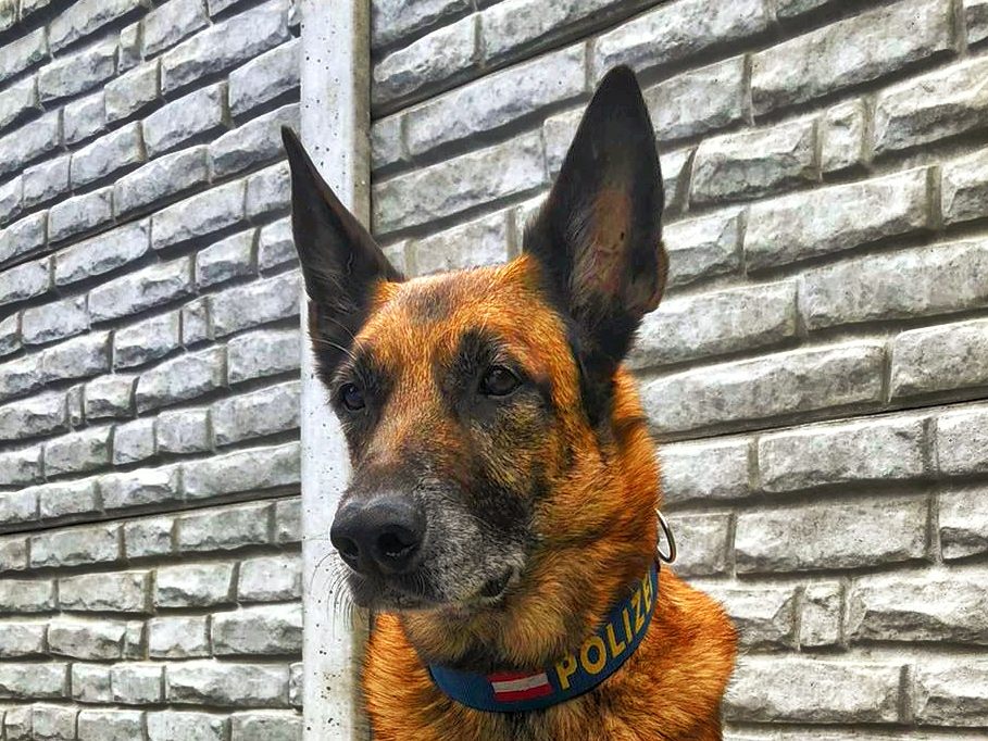 Polizeidiensthund "Tiger": Lebensrettung in Wien-Floridsdorf. Polizeidiensthund "Tiger": Lebensrettung in Wien-Floridsdorf.