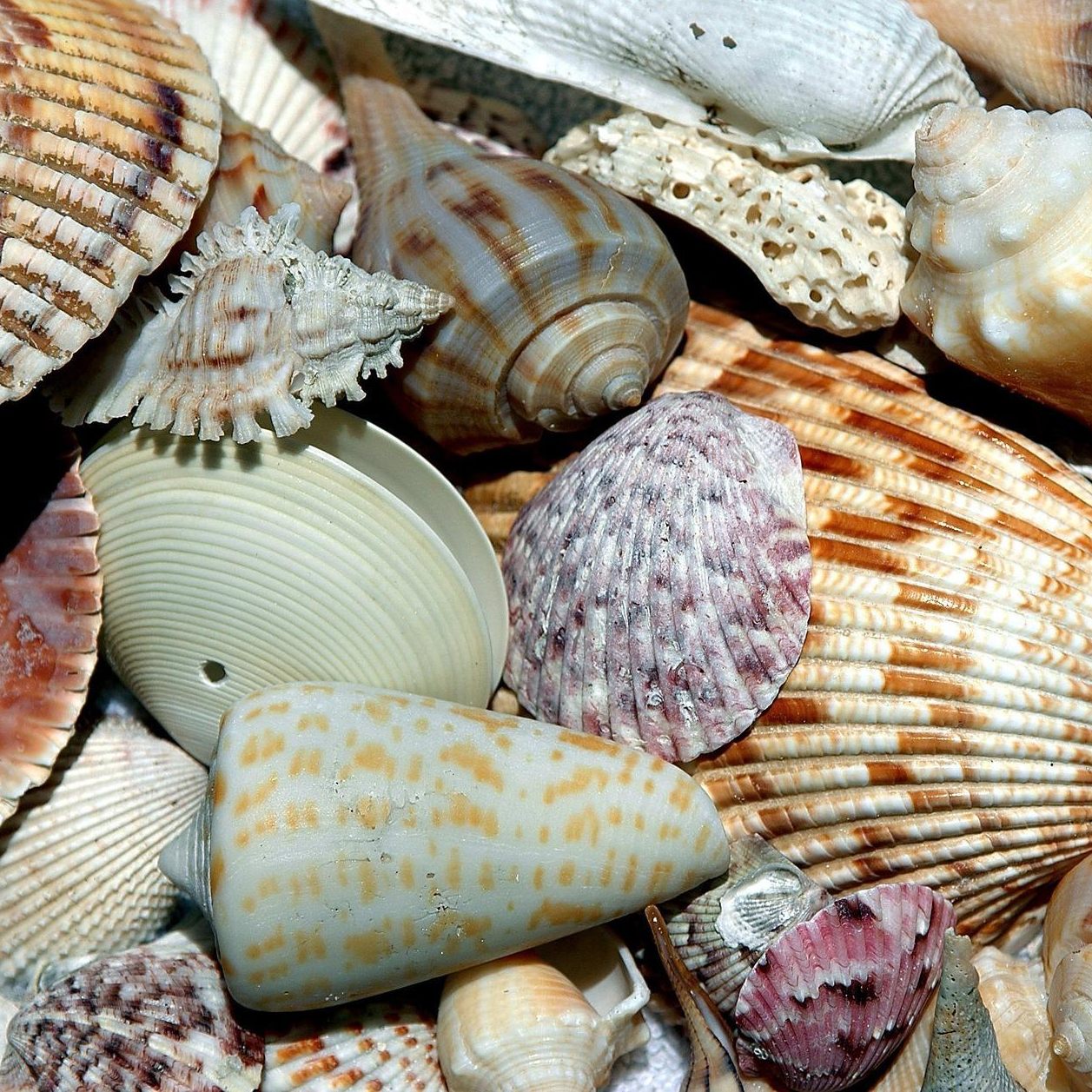 Der WWF warnt vor tierischen Souvenirs aus dem Urlaub.