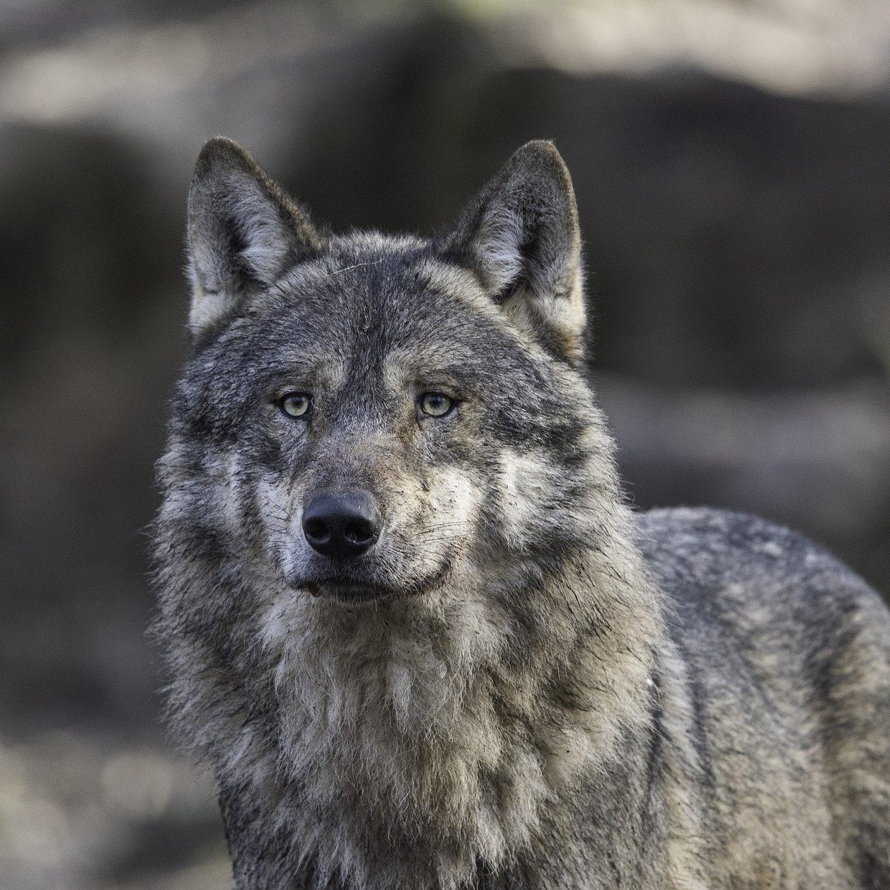 31 Wölfe wurden heuer in Österreich nachgewiesen.