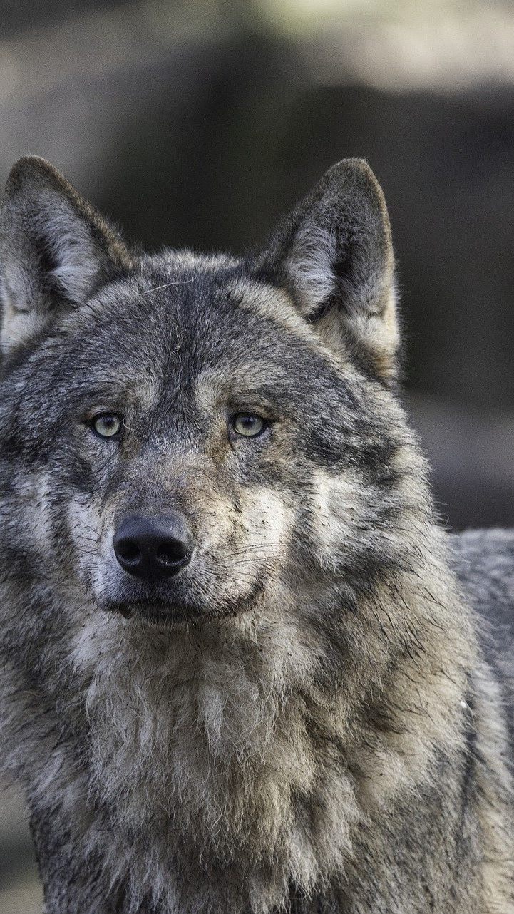 31 Wölfe wurden heuer in Österreich nachgewiesen.