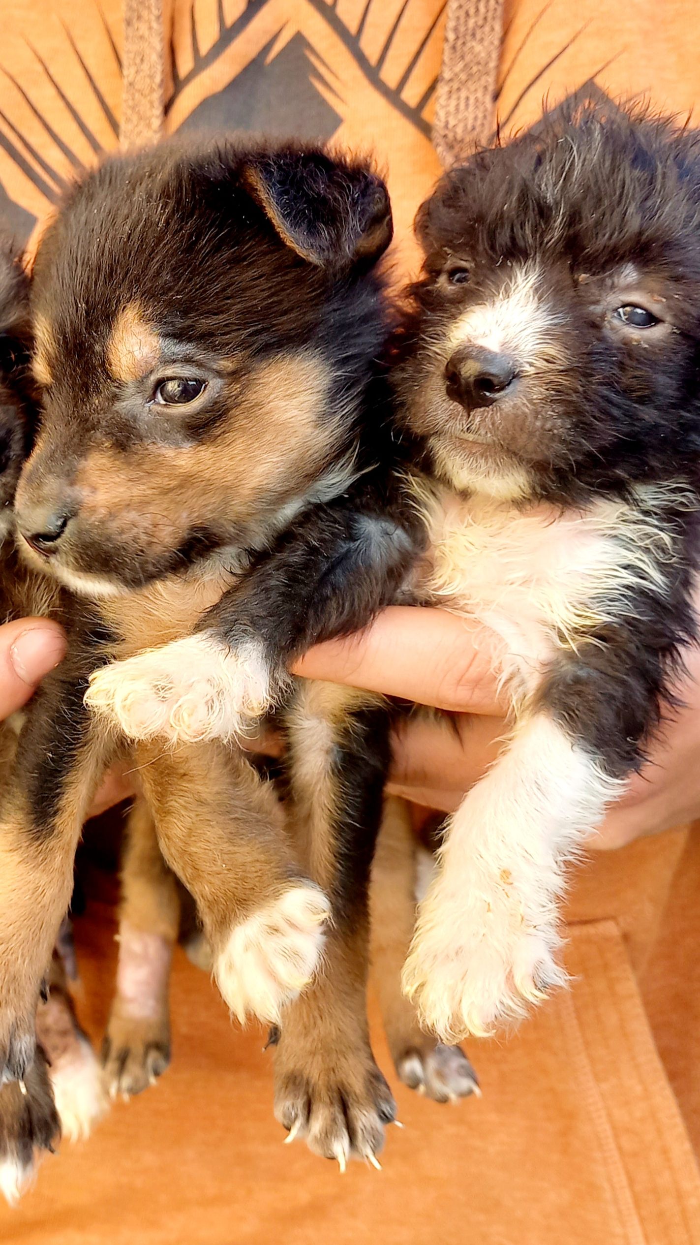 Diese winzigen Hundewelpen wurden im Wiener Arenbergpark ausgesetzt.