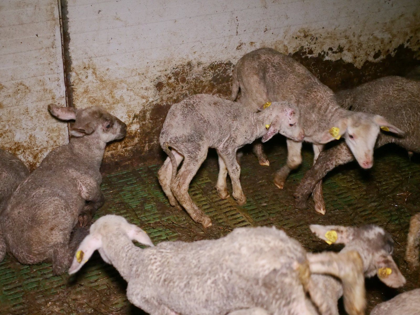 Verein gegen Tierfabriken kritisiert Missstände in Mastbetrieb in NÖ. Verein gegen Tierfabriken kritisiert Missstände in Mastbetrieb in NÖ.
