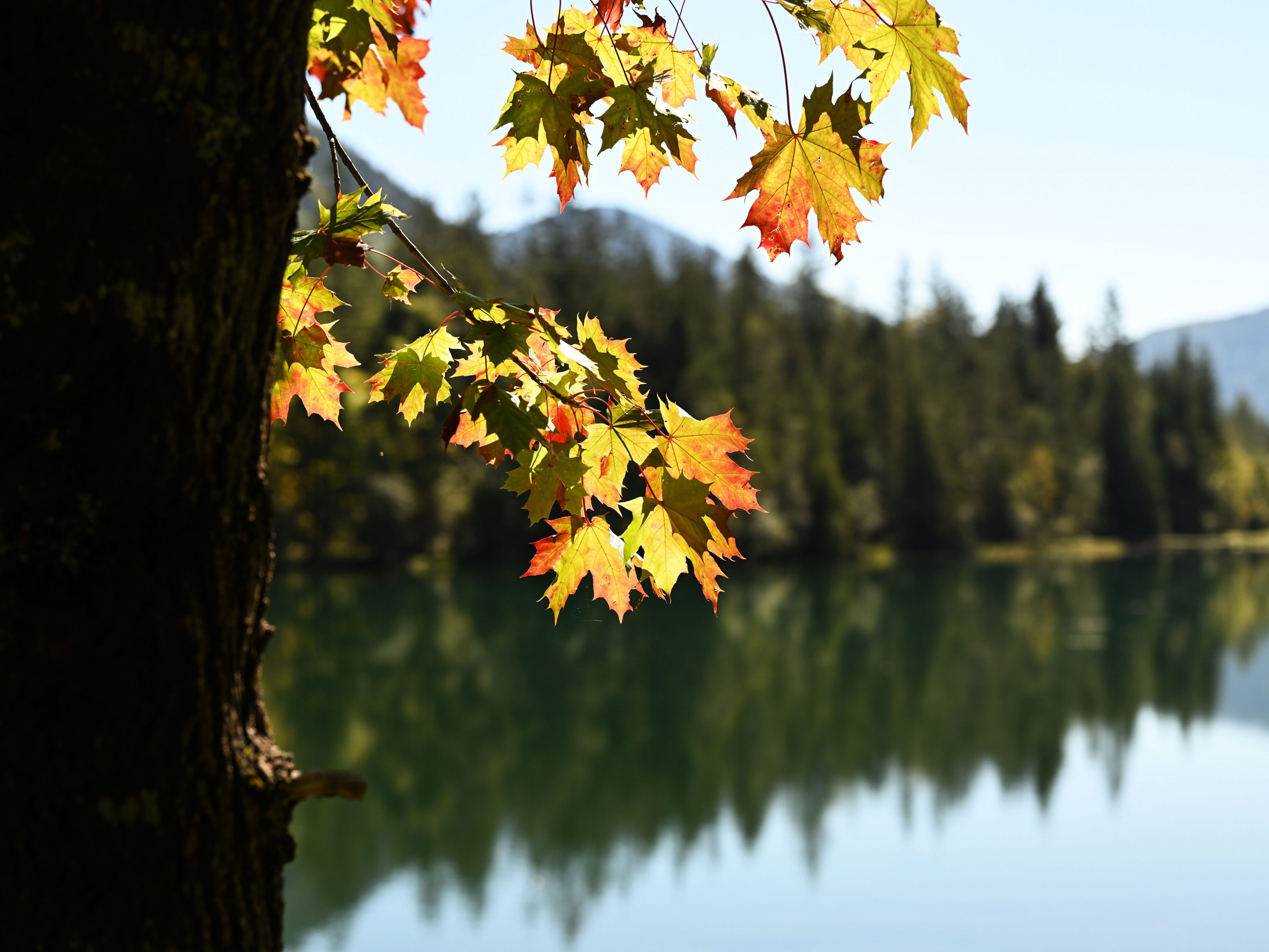 Diese drei Sternzeichen lieben den Herbst besonders. Diese drei Sternzeichen lieben den Herbst besonders.