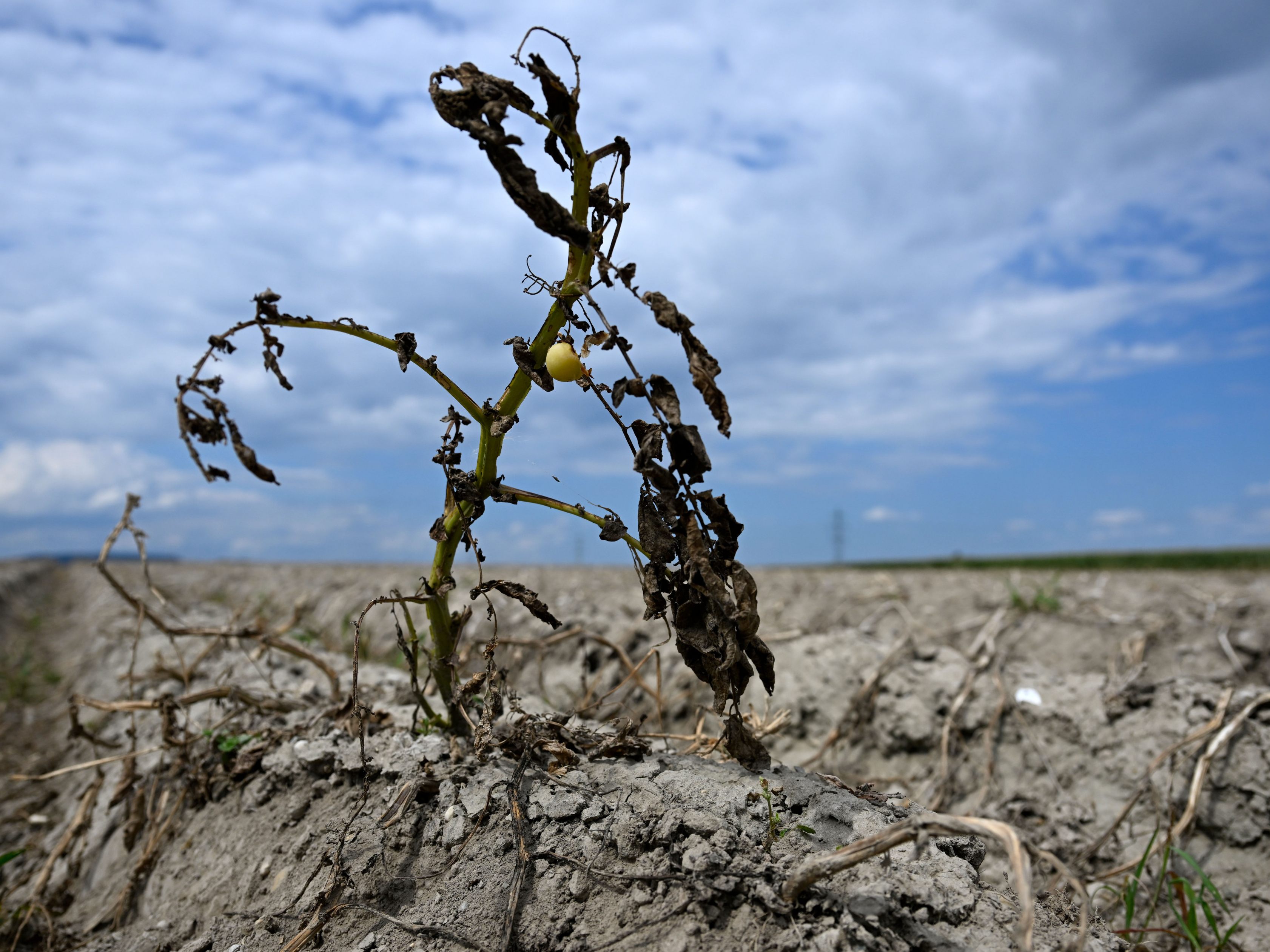 Der Klimawandel bedroht die Ernten. Der Klimawandel bedroht die Ernten.