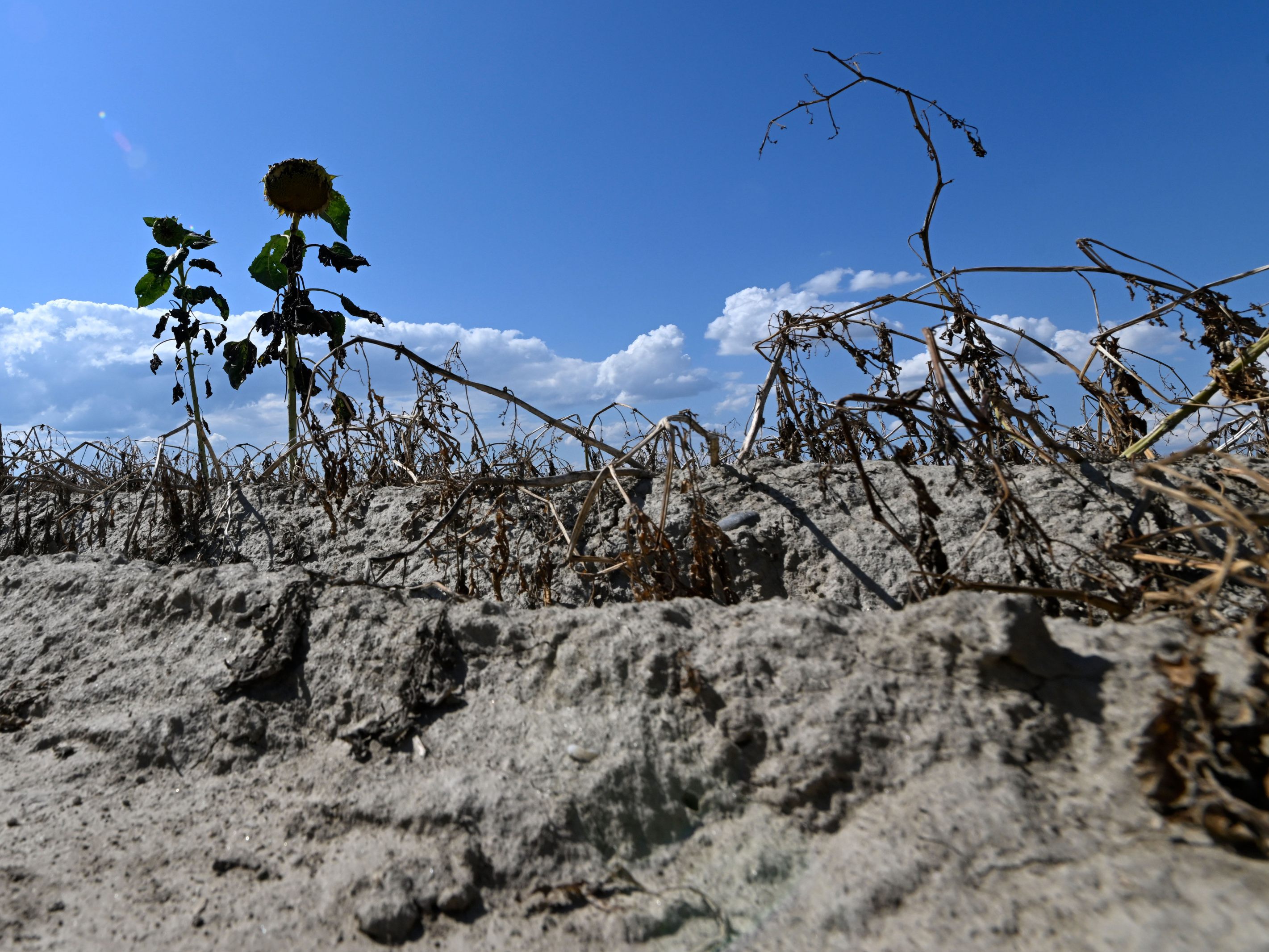 Der Klimawandel sorgt für Hitze und Dürre. Der Klimawandel sorgt für Hitze und Dürre.