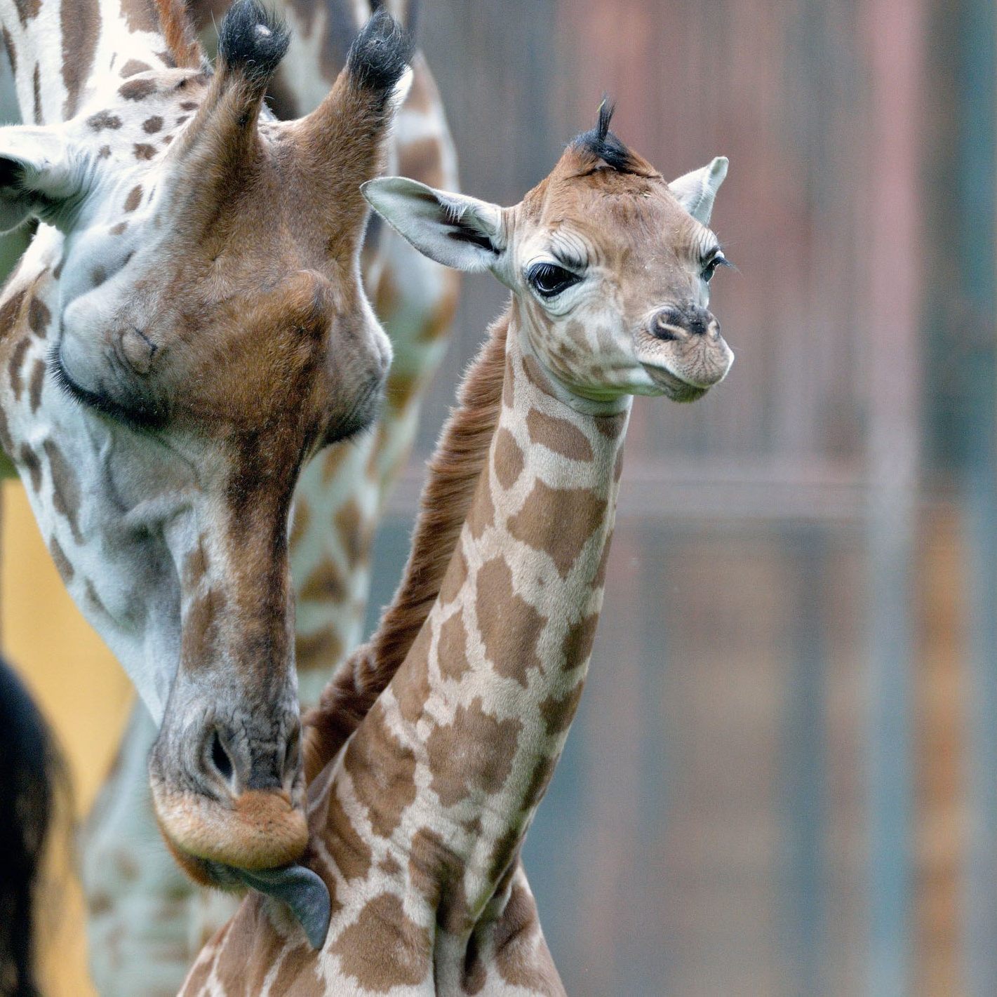 Ein Giraffenbaby im Zoo Schönbrunn war nach der Geburt nicht überlebensfähig.