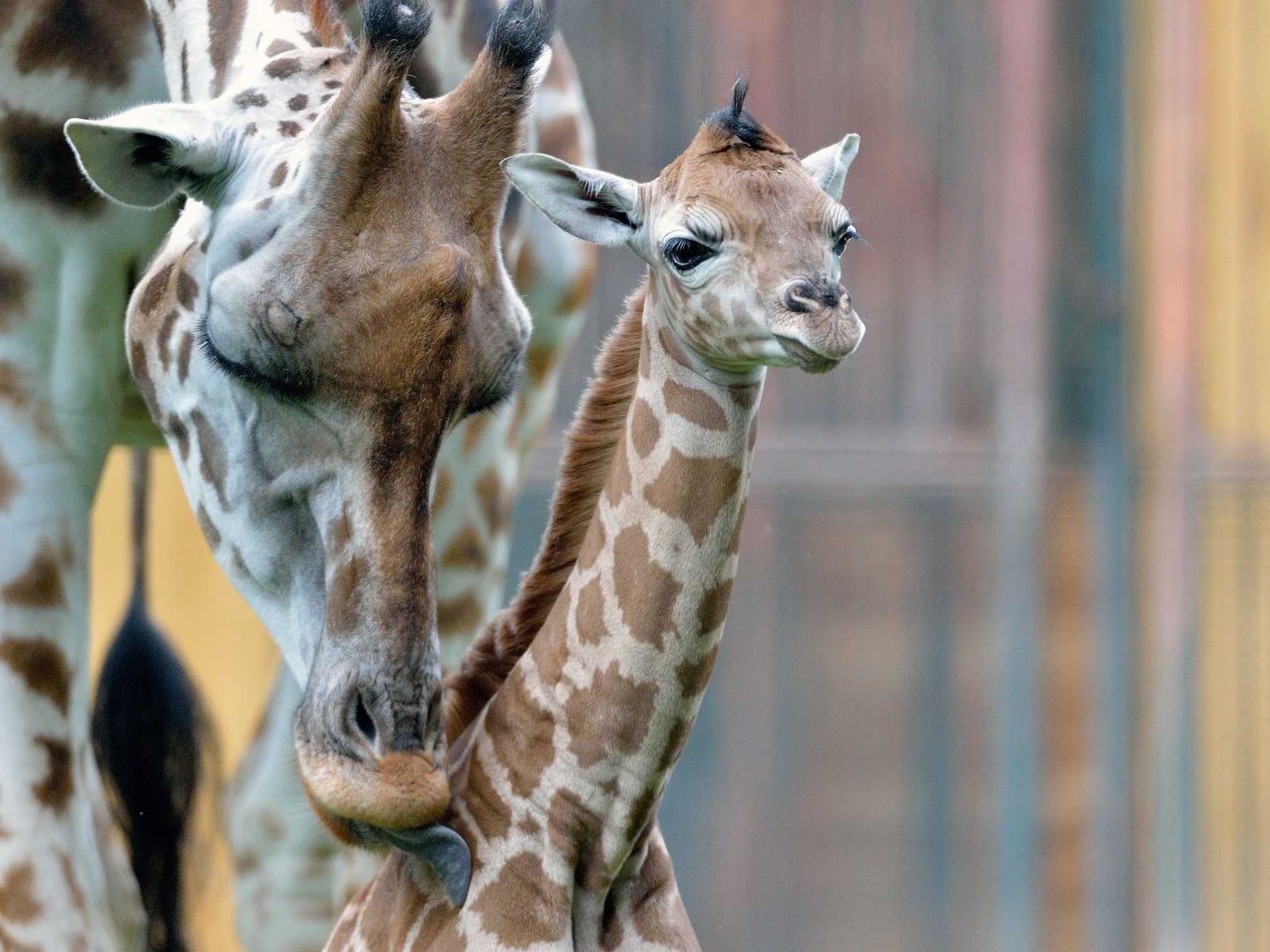 Ein Giraffenbaby im Zoo Schönbrunn war nach der Geburt nicht überlebensfähig. Ein Giraffenbaby im Zoo Schönbrunn war nach der Geburt nicht überlebensfähig.