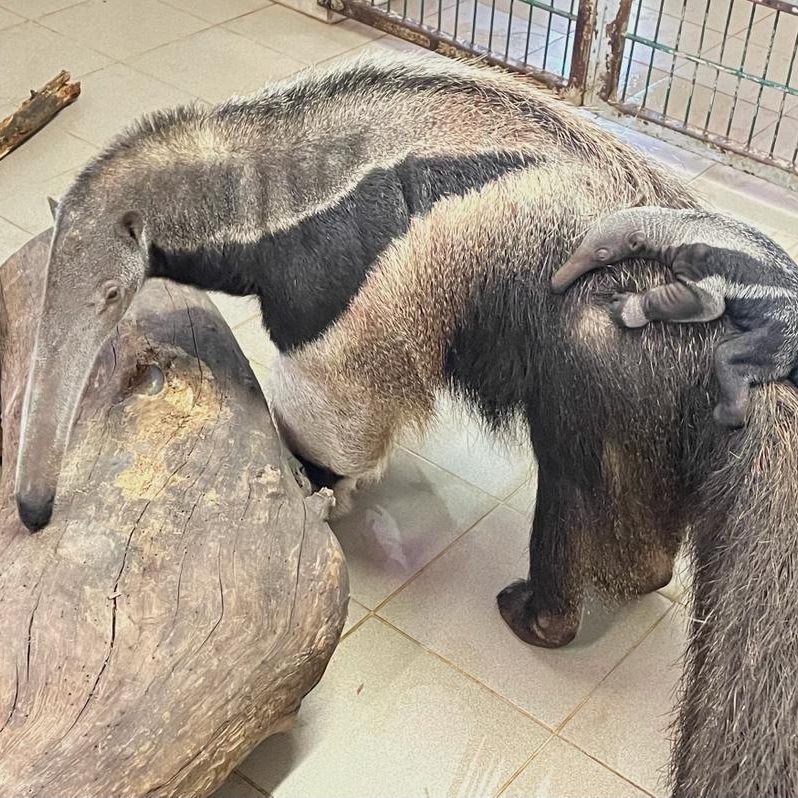 Ameisenbär-Mama "Flodny" kümmert sich um den Nachwuchs.