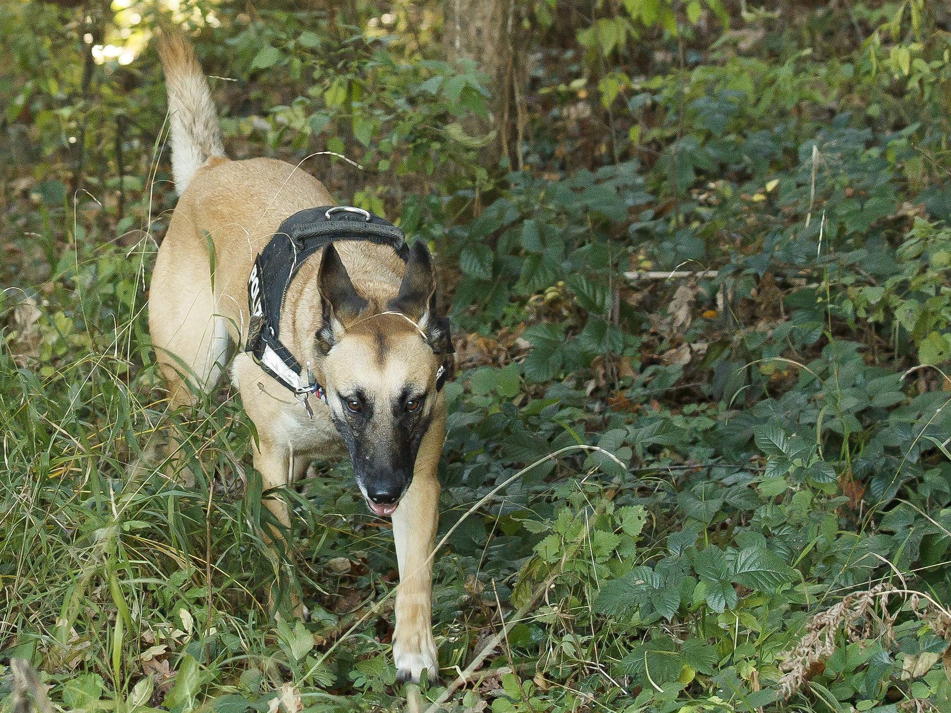 Traurige Nachrichten um Polizeihunde in NÖ.