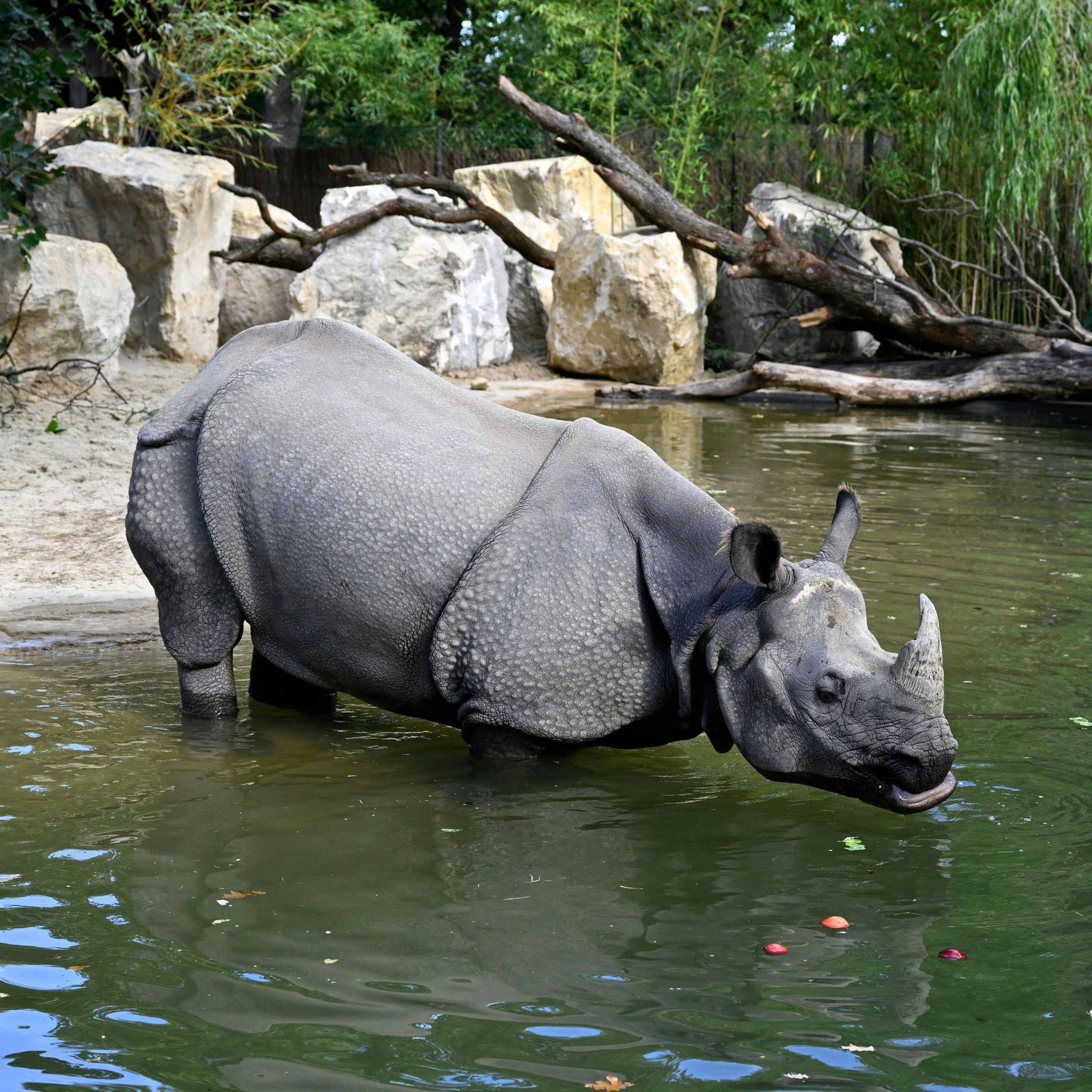 Plantschen und im Schlamm suhlen: Die Panzernashörner im Wiener Tiergarten Schönbrunn freuen sich über einen neu angelegten Teich.