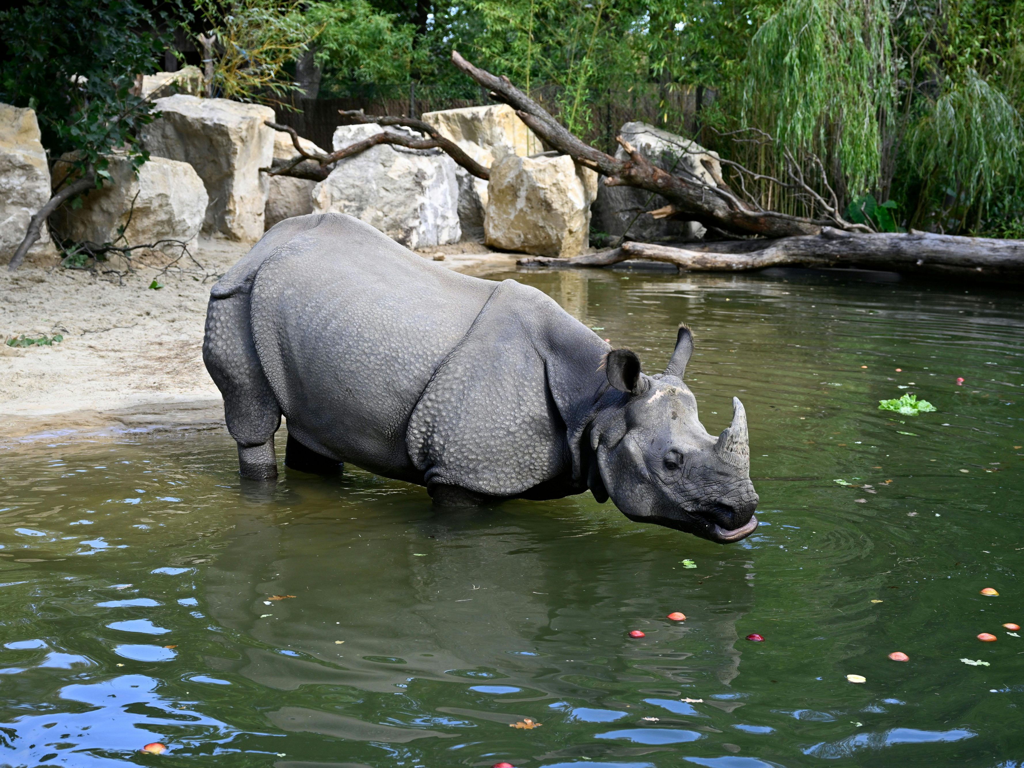 Plantschen und im Schlamm suhlen: Die Panzernashörner im Wiener Tiergarten Schönbrunn freuen sich über einen neu angelegten Teich. Plantschen und im Schlamm suhlen: Die Panzernashörner im Wiener Tiergarten Schönbrunn freuen sich über einen neu angelegten Teich.
