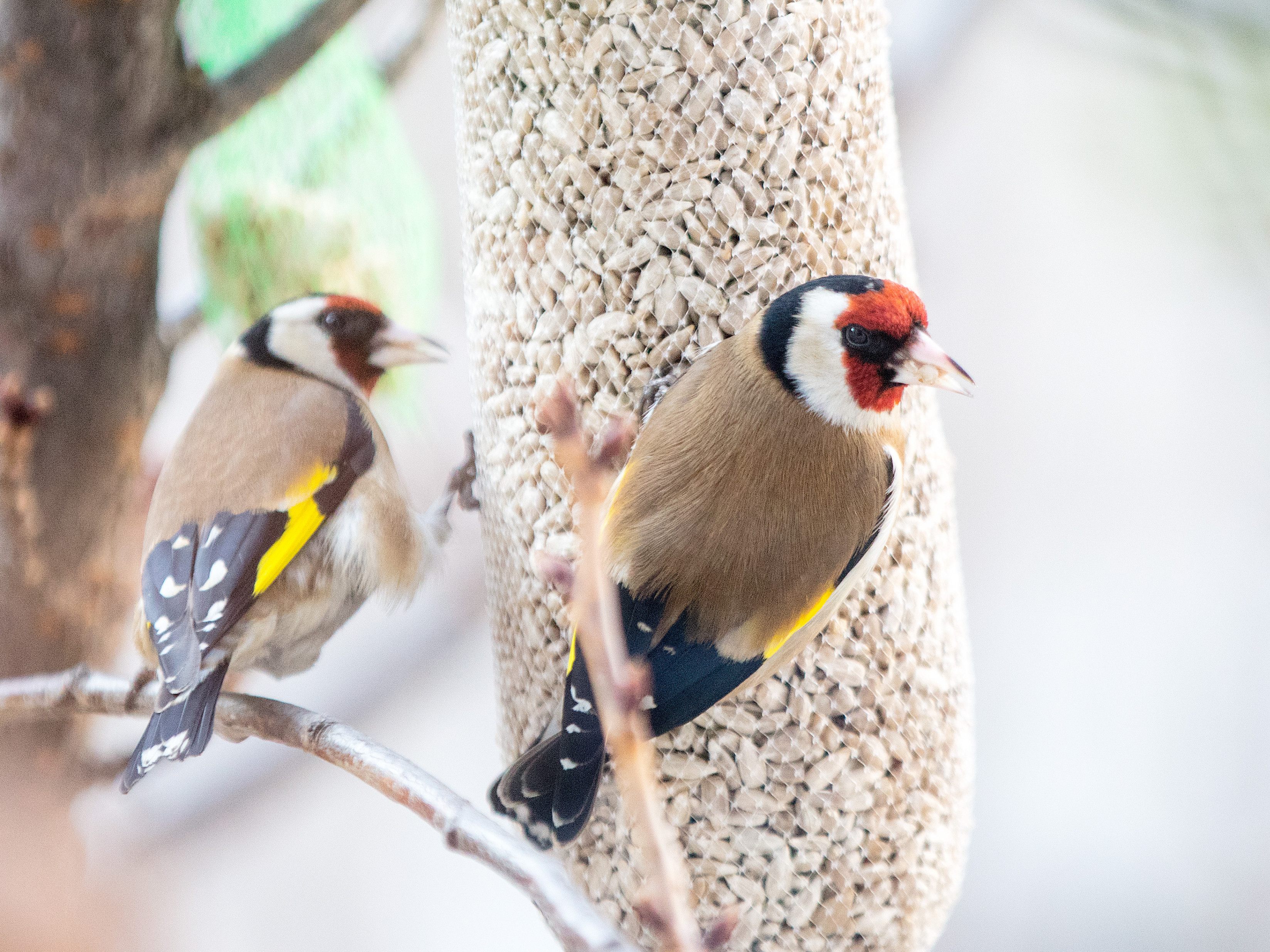 Laut einem BirdLife-Bericht ist jede achte Vogelart weltweit bereits vom Aussterben bedroht. Laut einem BirdLife-Bericht ist jede achte Vogelart weltweit bereits vom Aussterben bedroht.