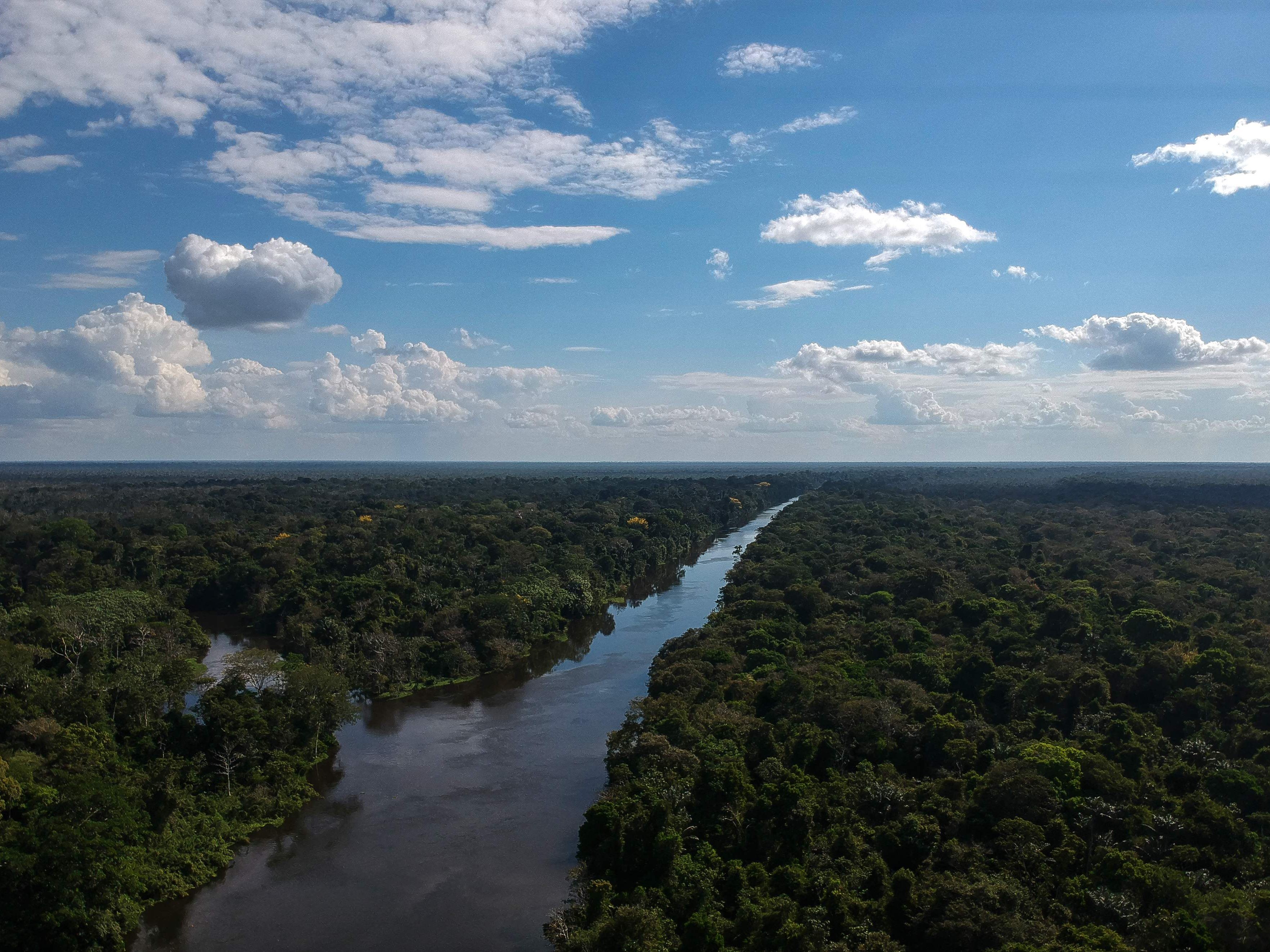 Auch Naturschützer, die sich für den Regenwald im Amazonasgebiet einsetzen, leben gefährlich. Auch Naturschützer, die sich für den Regenwald im Amazonasgebiet einsetzen, leben gefährlich.