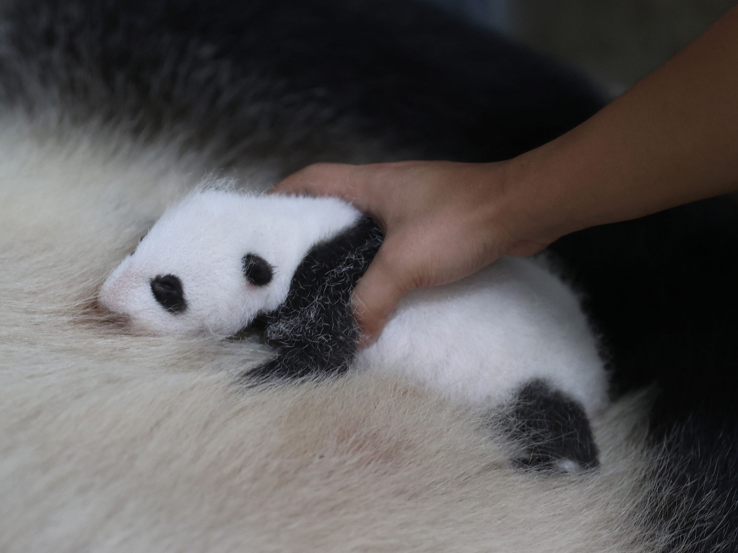 Süßes Panda-Baby geboren.