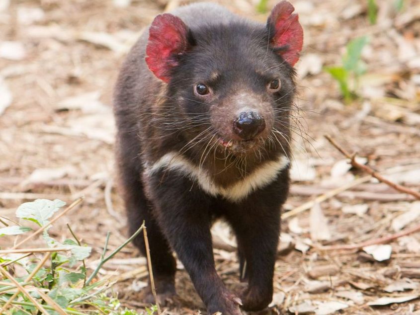 Restaurants Near Australian Reptile Park