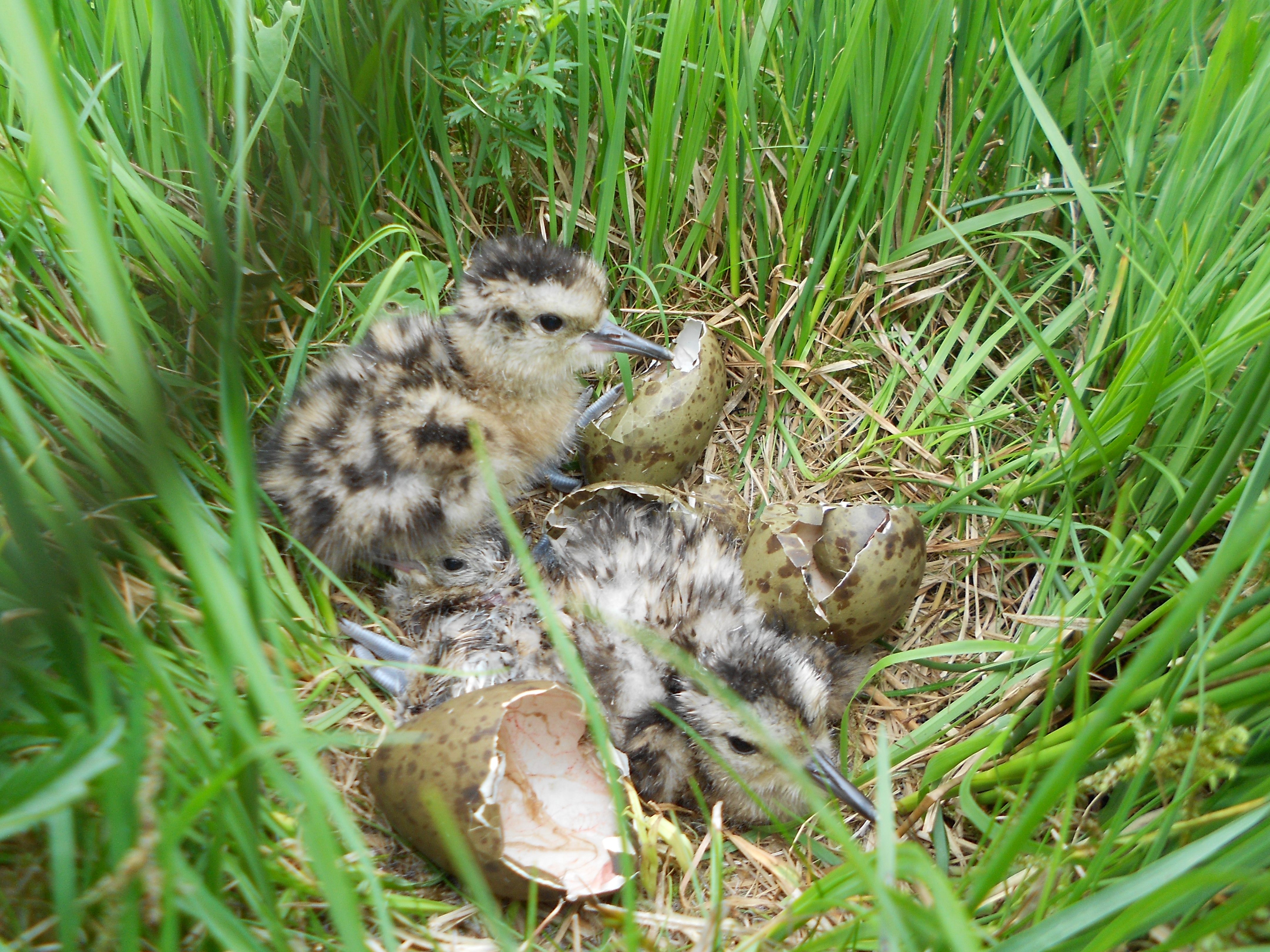 Frisch geschlüpfte Brachvogelküken Frisch geschlüpfte Brachvogelküken