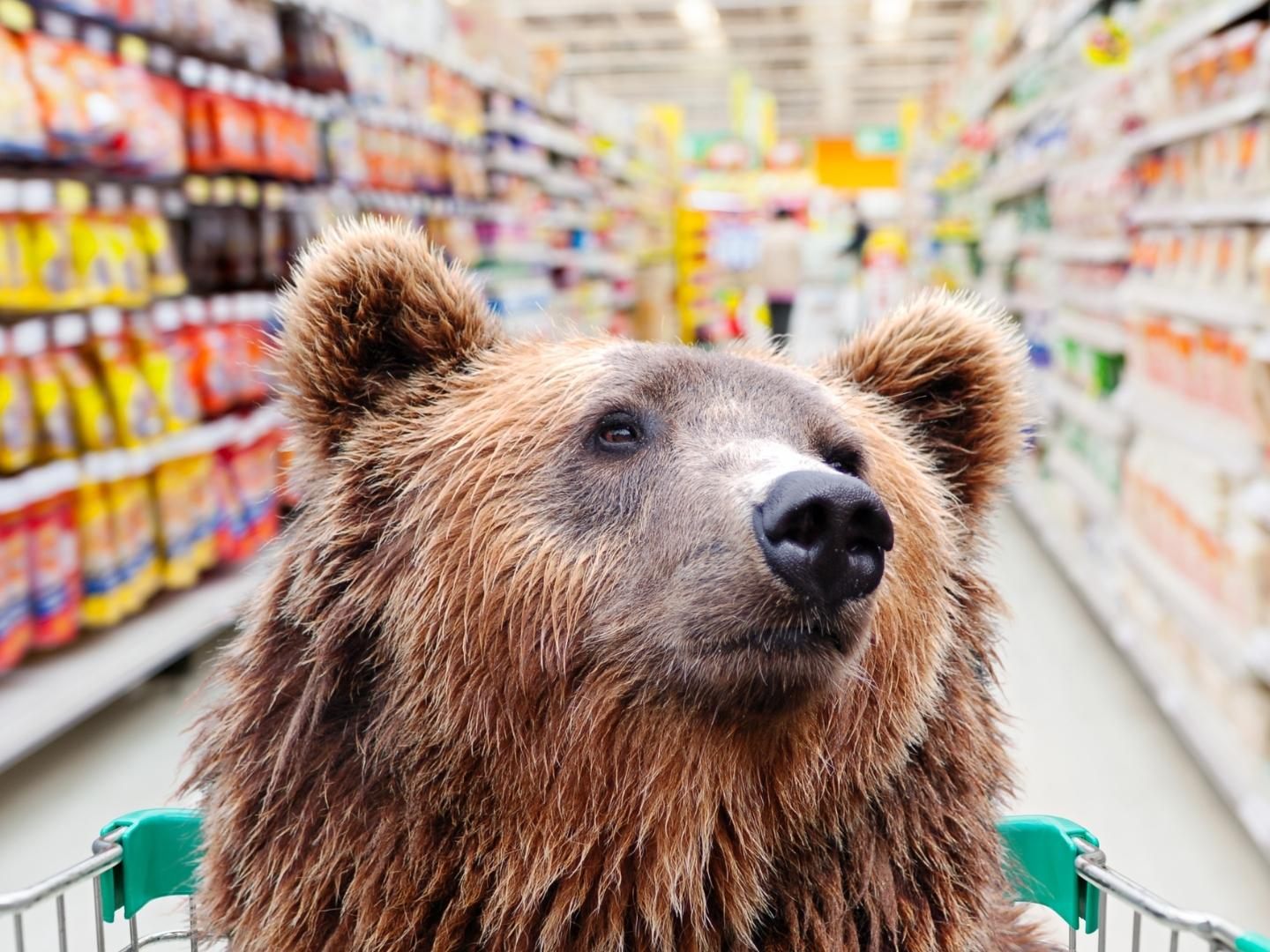 Der Braunbär hatte offensichtlich Hunger. Der Braunbär hatte offensichtlich Hunger.