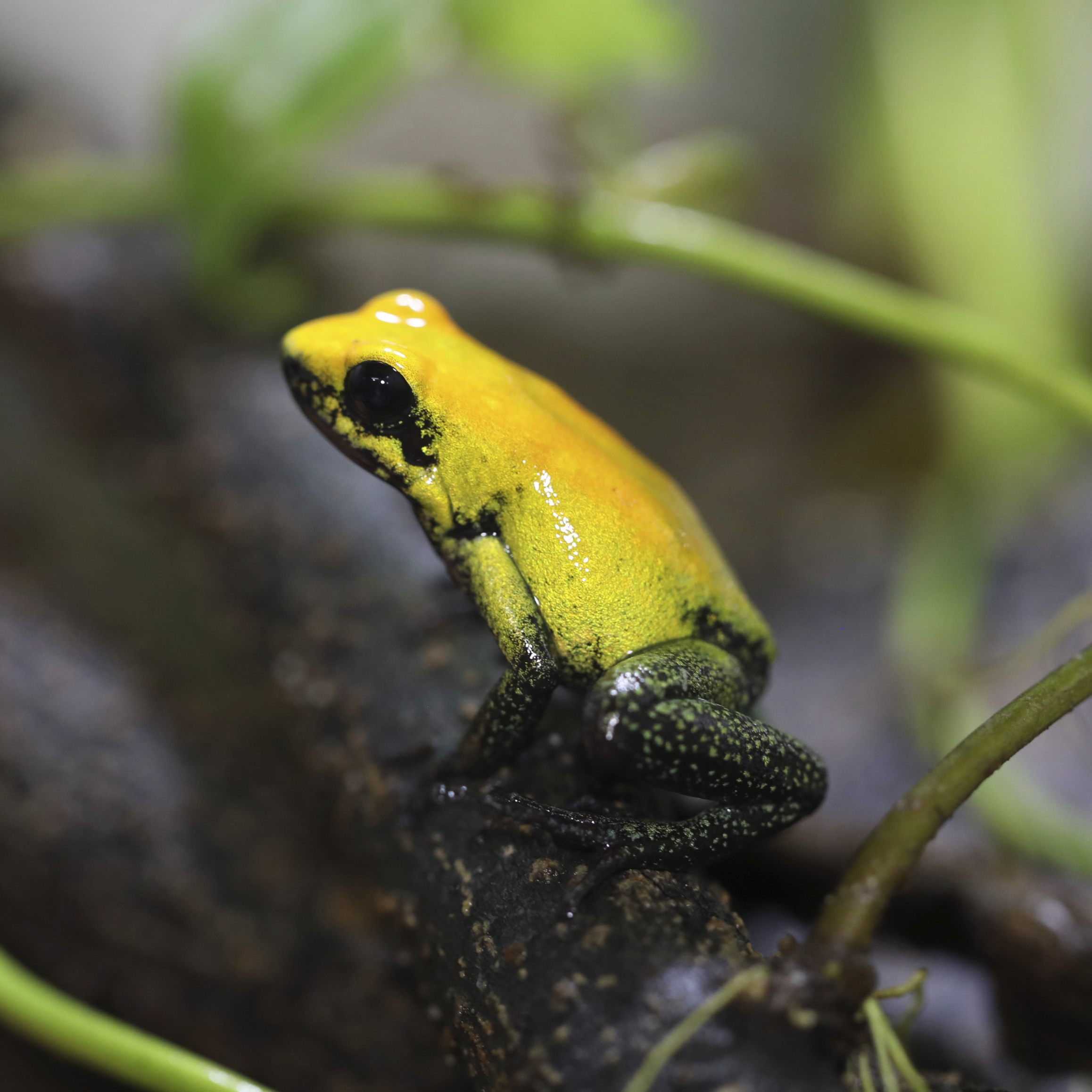 Umwelt- und Klimaveränderungen machen Frösche aggressiv