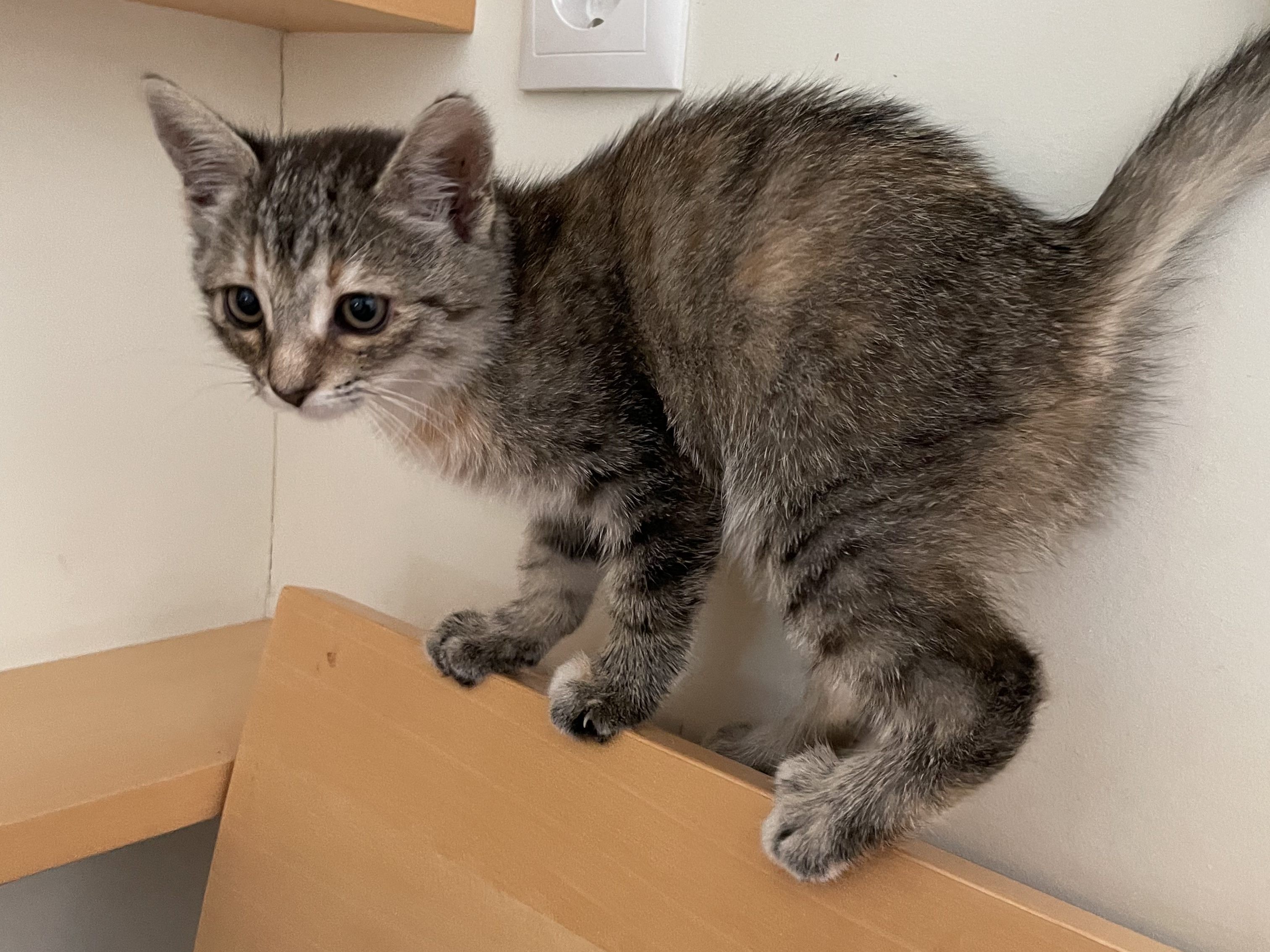 zugelaufenes katzenbaby