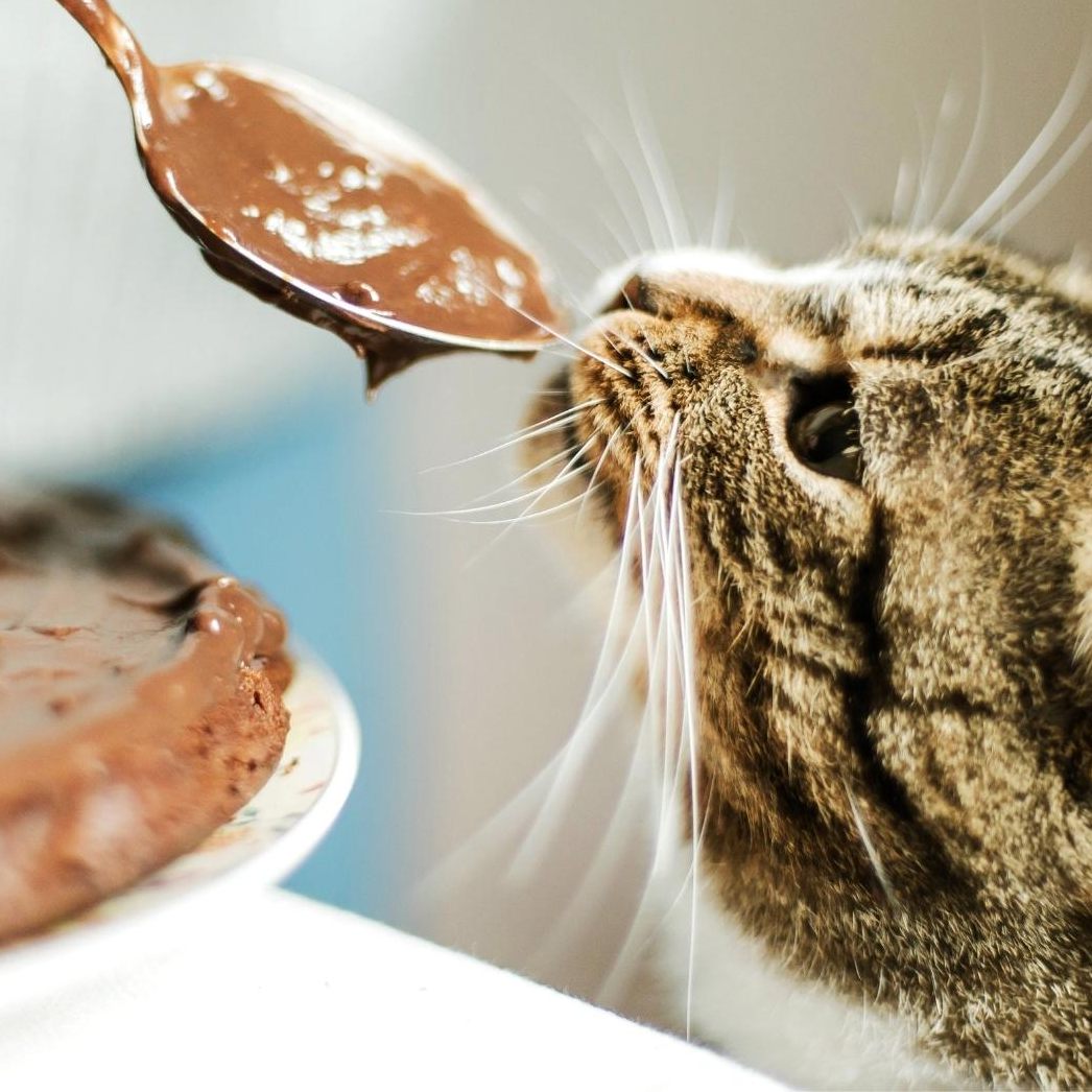 Schokolade für Katzen verboten