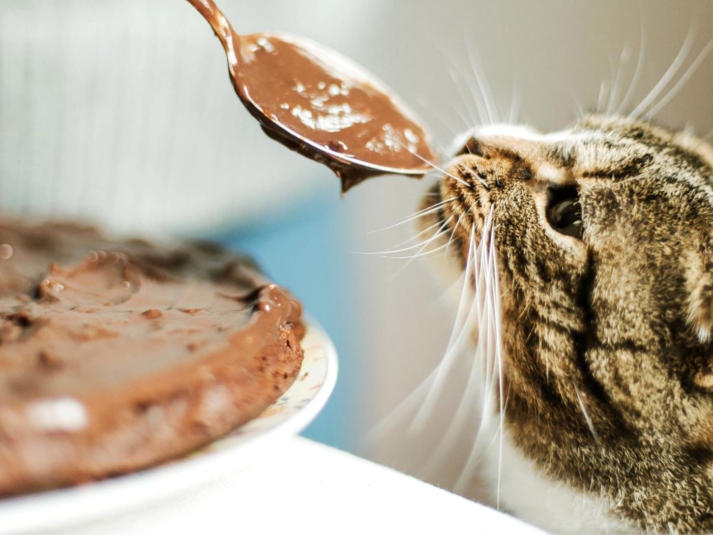 Schokolade für Katzen verboten Schokolade für Katzen verboten