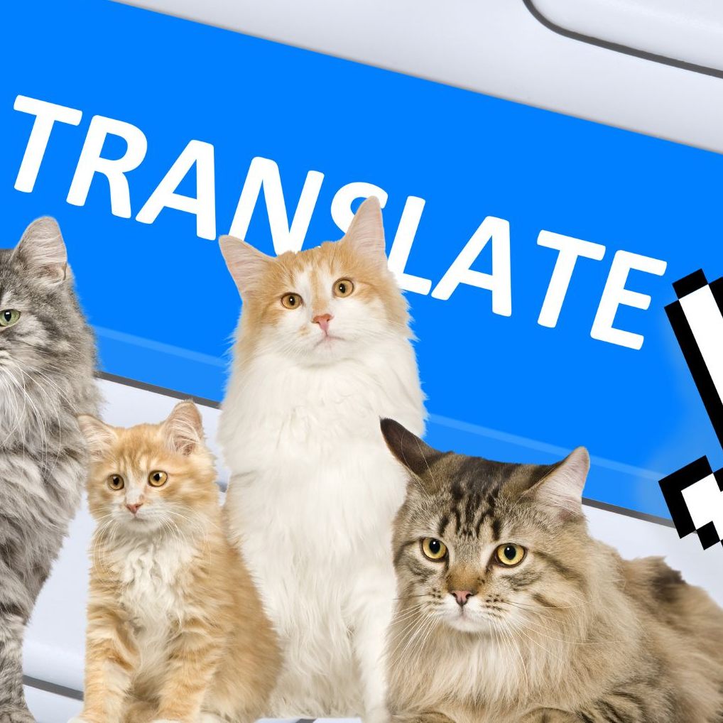 Können wir bald verstehen, was Katzen uns sagen?