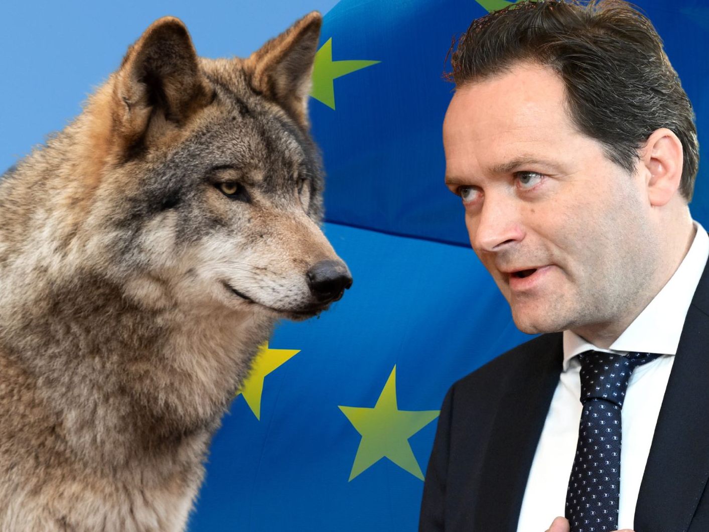 Landwirtschaftsminister Norbert Totschnig (ÖVP) will am Montag bei einem EU-Treffen in Brüssel das Wolfsproblem in Österreich thematisieren