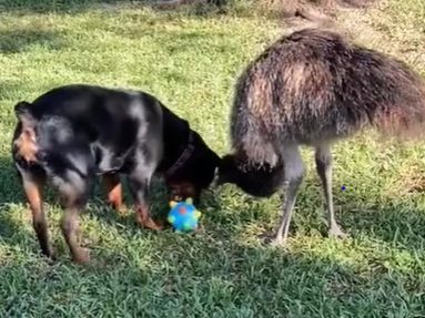 Auf TikTok begeistert das tierische Duo zahlreiche Menschen. Auf TikTok begeistert das tierische Duo zahlreiche Menschen.