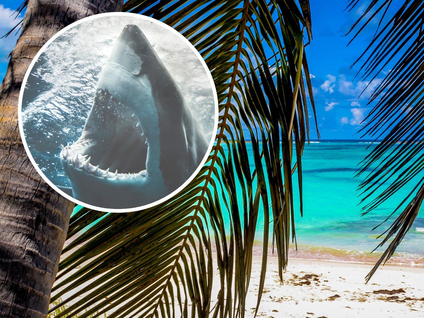 Eine Frau wurde auf den Bahamas von einem Hai angegriffen und getötet. Eine Frau wurde auf den Bahamas von einem Hai angegriffen und getötet.