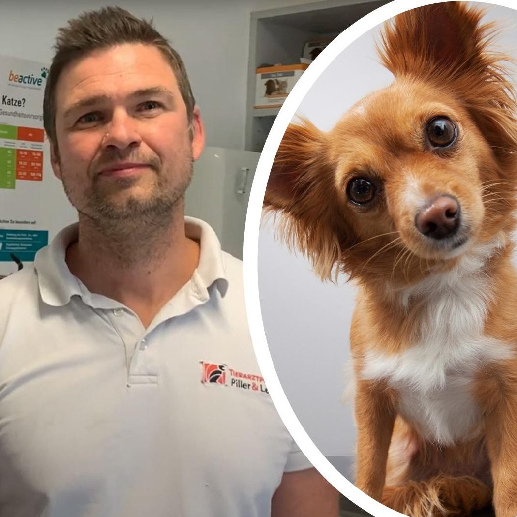 Auch unsere Vierbeiner sind von der Teuerung betroffen.