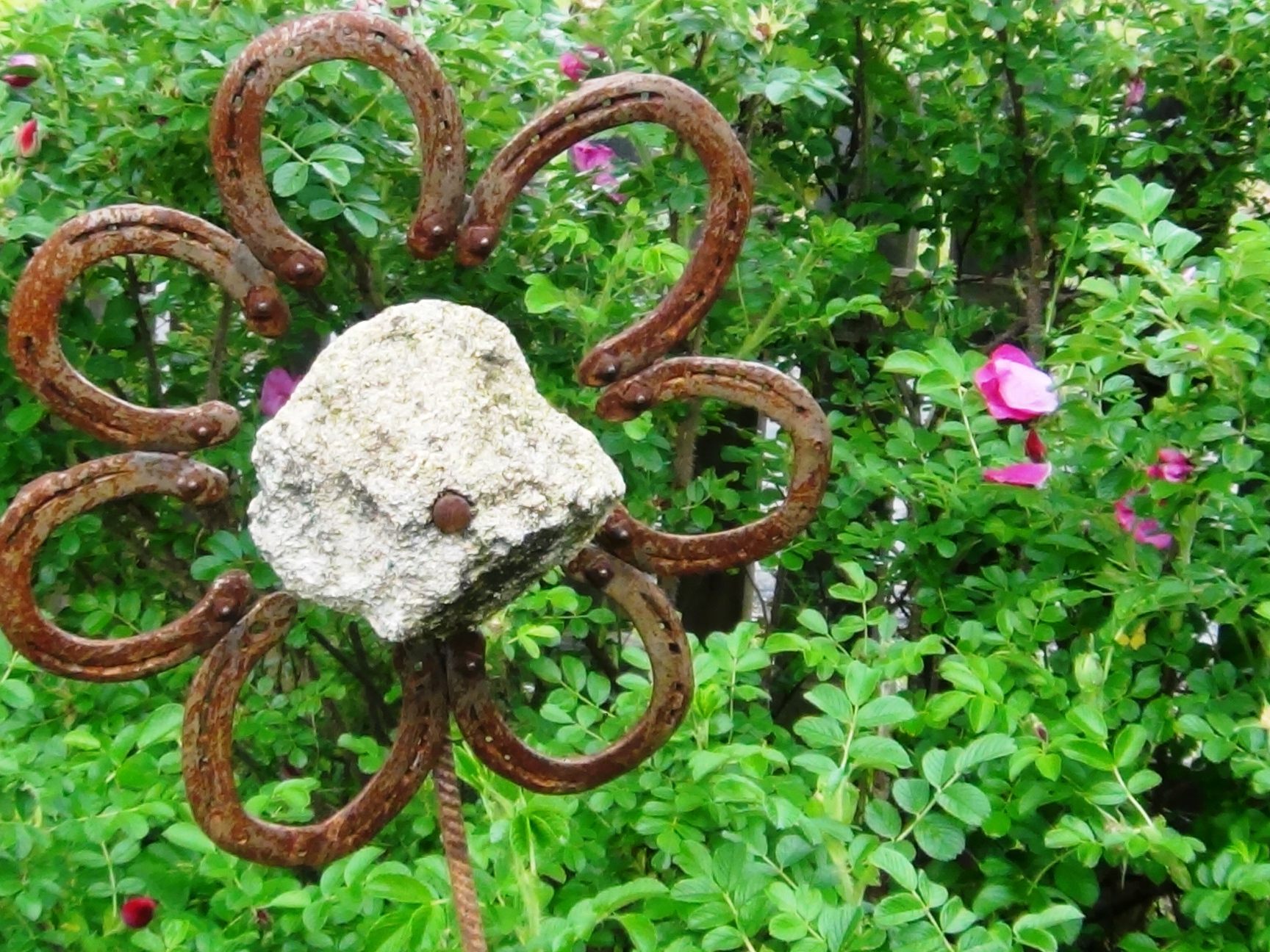 Hufeisenblume