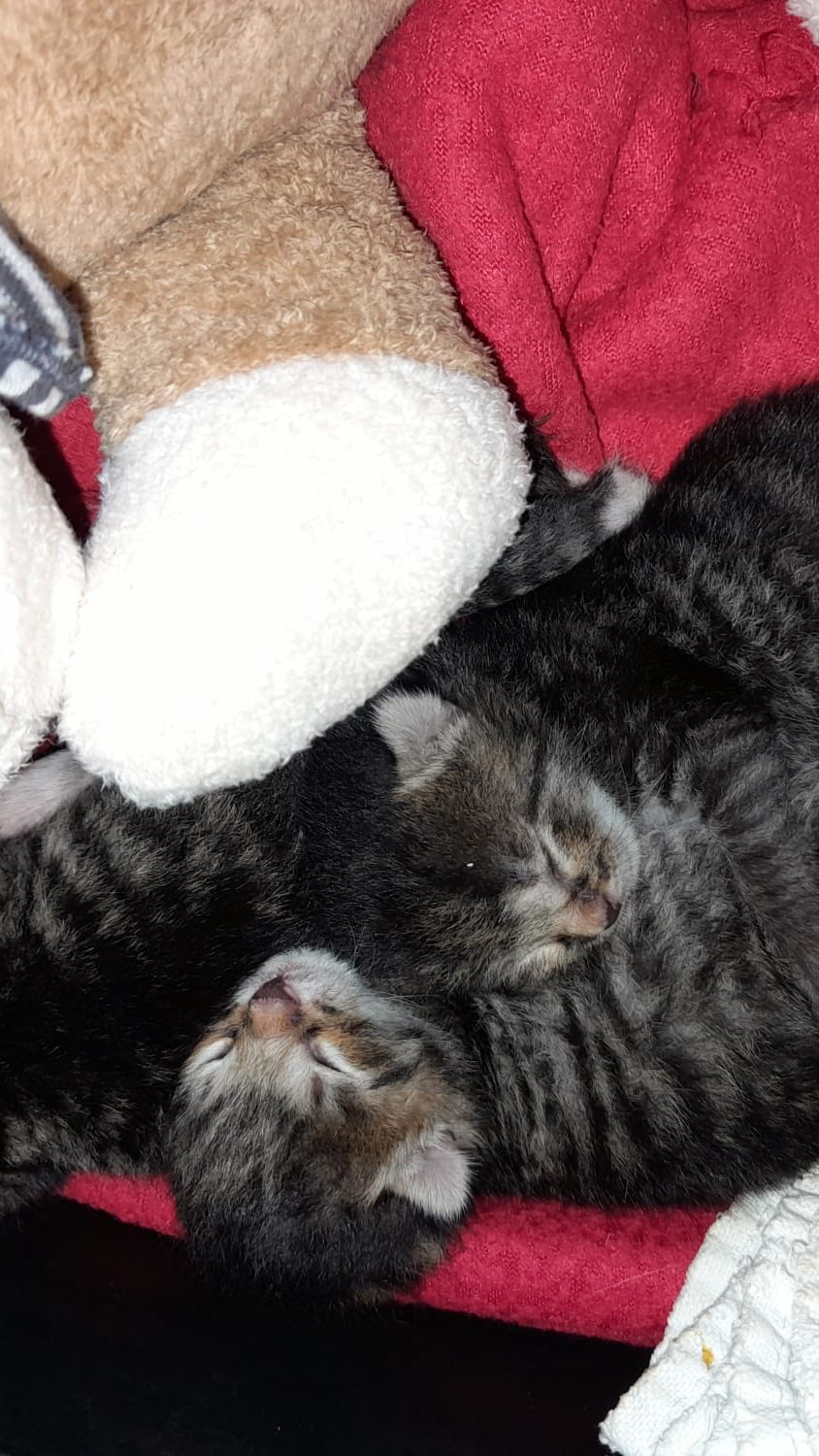 Vier hilflose Katzenbabys wurden am Waldrand in Salzburg ausgesetzt.