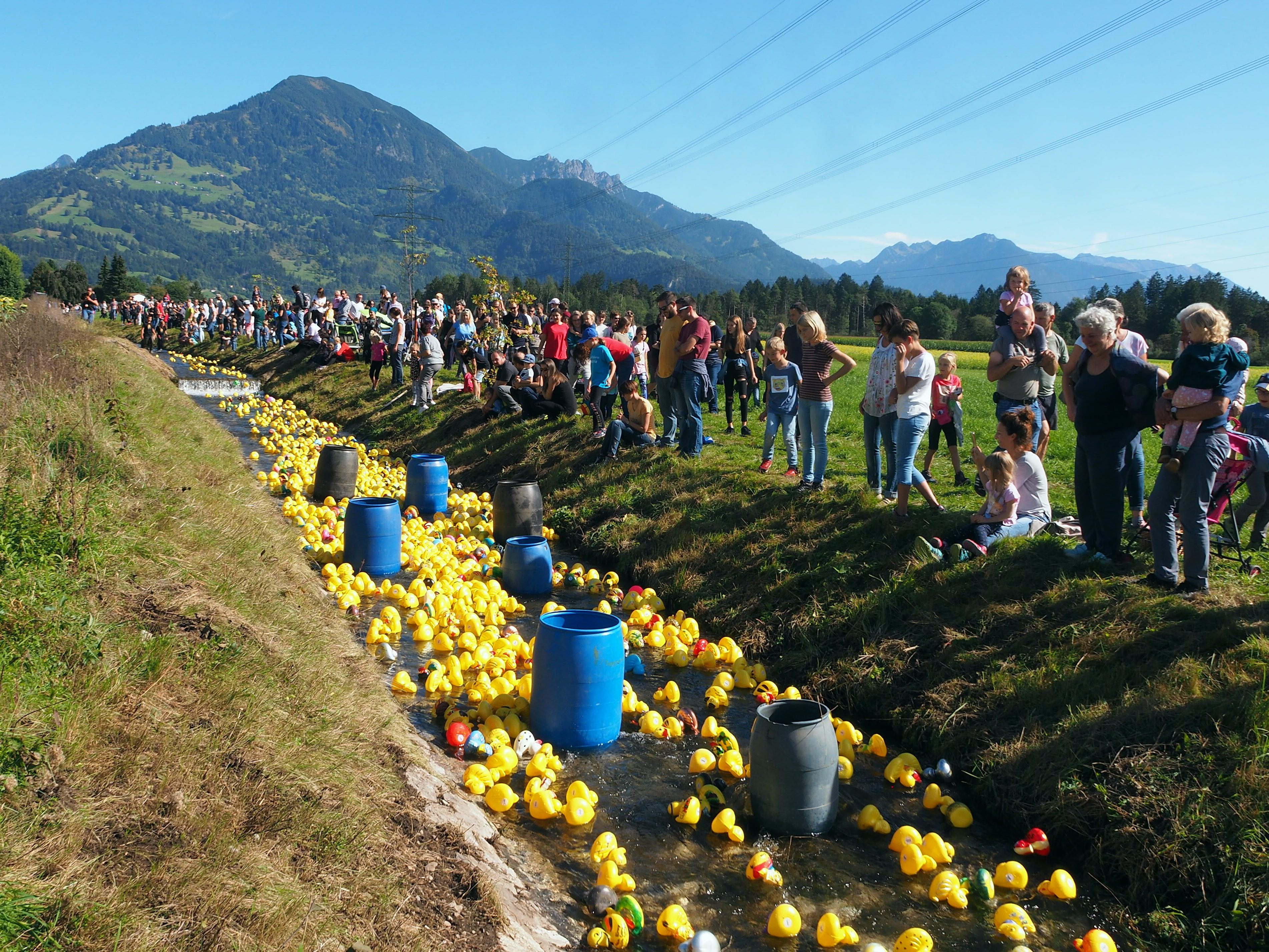 100erte Enten im Schwarzbach 100erte Enten im Schwarzbach