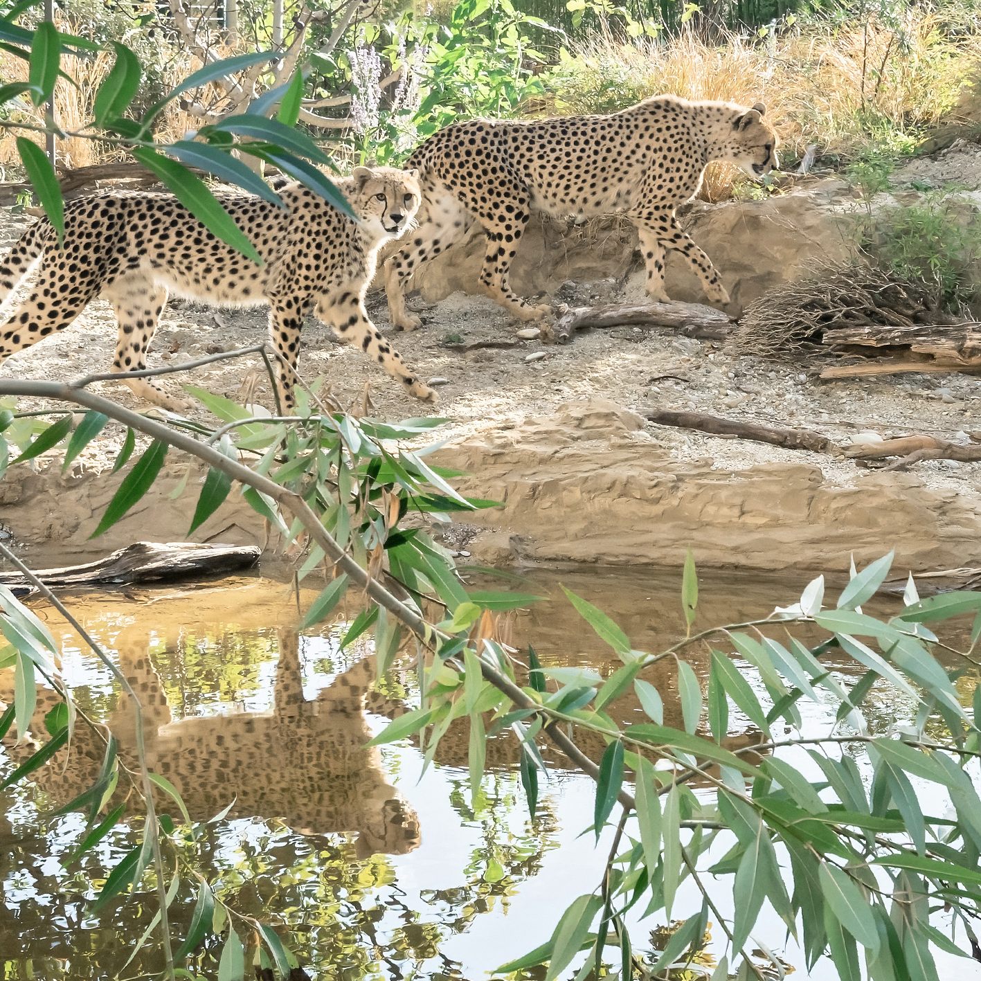 Die Geparde im Wiener Tiergarten Schönbrunn erhielten eine modernisierte Anlage.