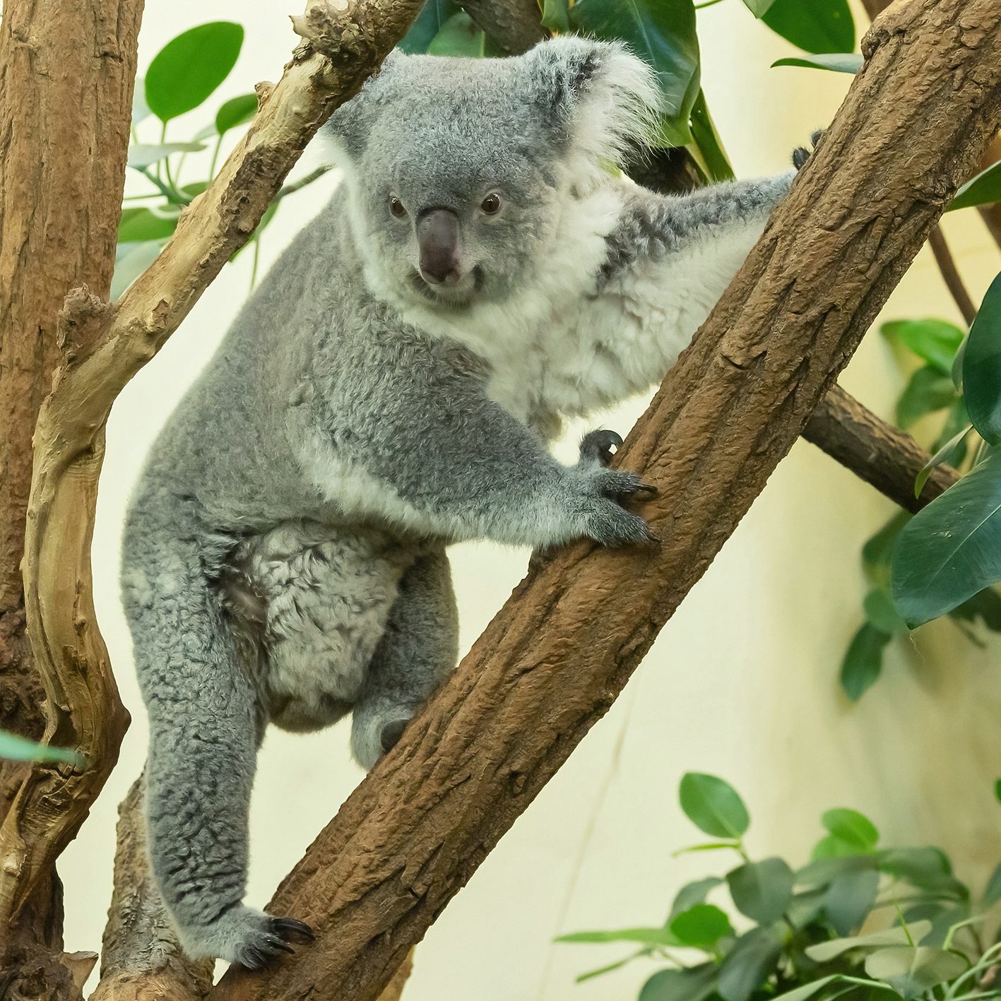 Koala-Baby im Wiener Tiergarten Schönbrunn geboren.