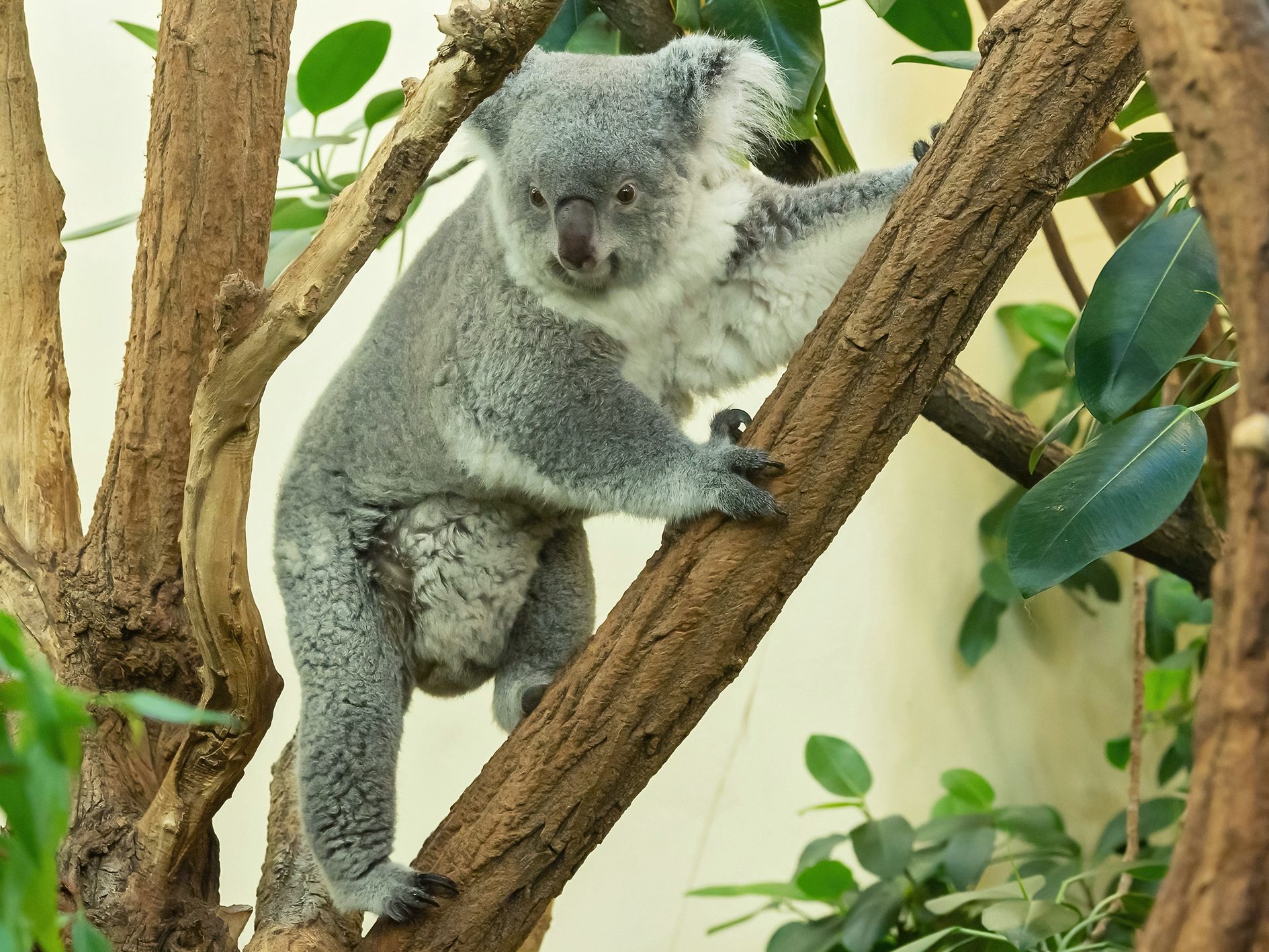 Koala-Baby im Wiener Tiergarten Schönbrunn geboren. Koala-Baby im Wiener Tiergarten Schönbrunn geboren.