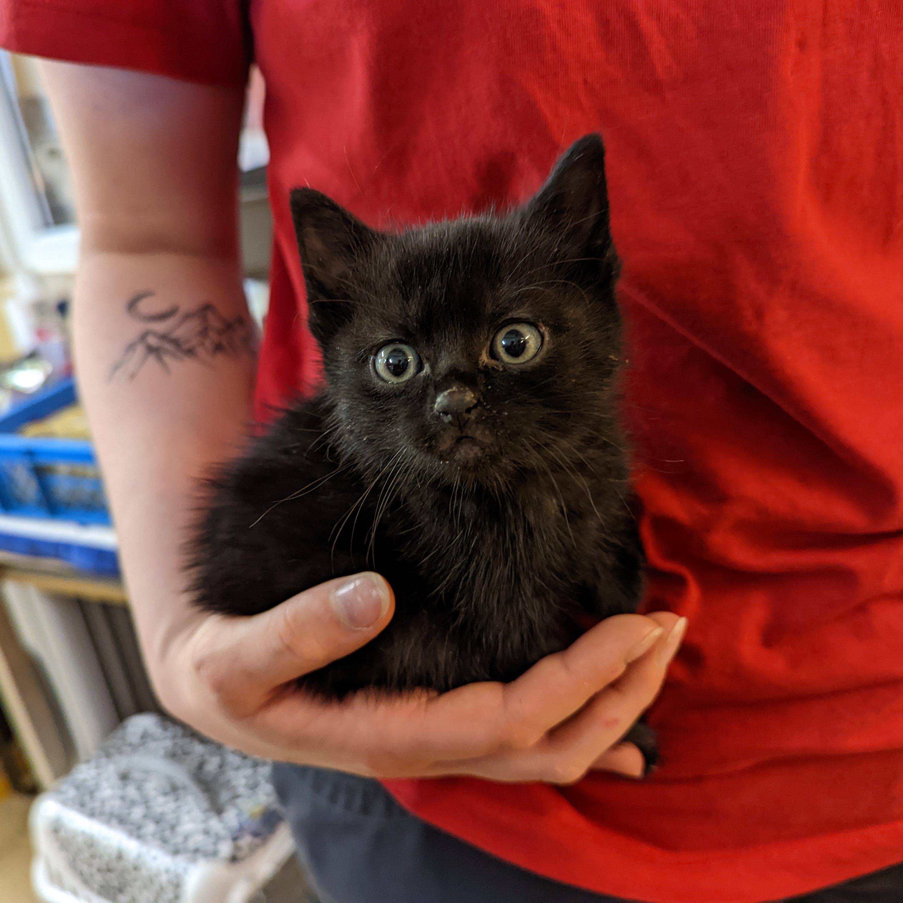 Die Tierschutz Austria Tierpfleger kümmern sich liebevoll um "Bacardi".