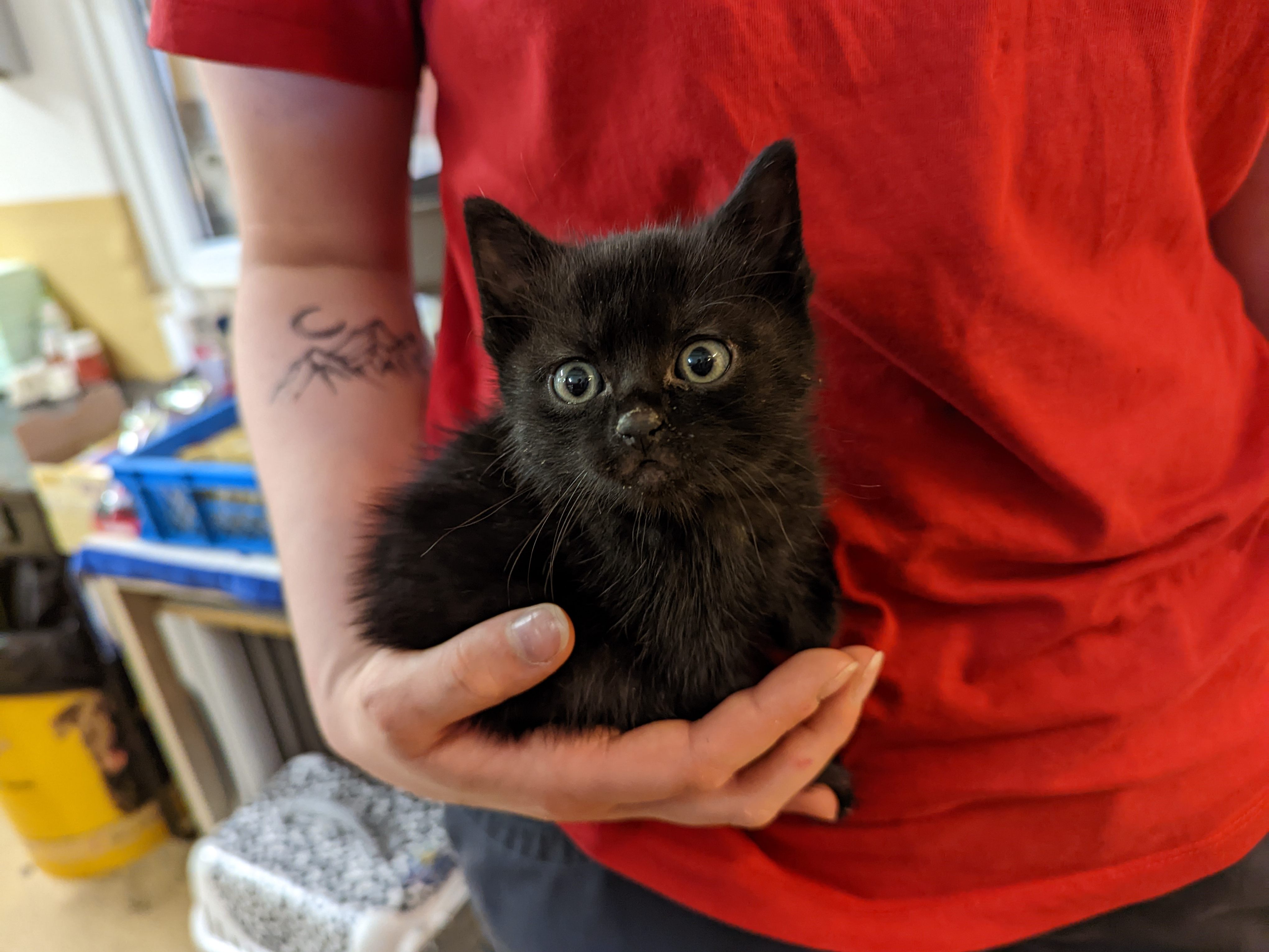 Die Tierschutz Austria Tierpfleger kümmern sich liebevoll um "Bacardi". Die Tierschutz Austria Tierpfleger kümmern sich liebevoll um "Bacardi".